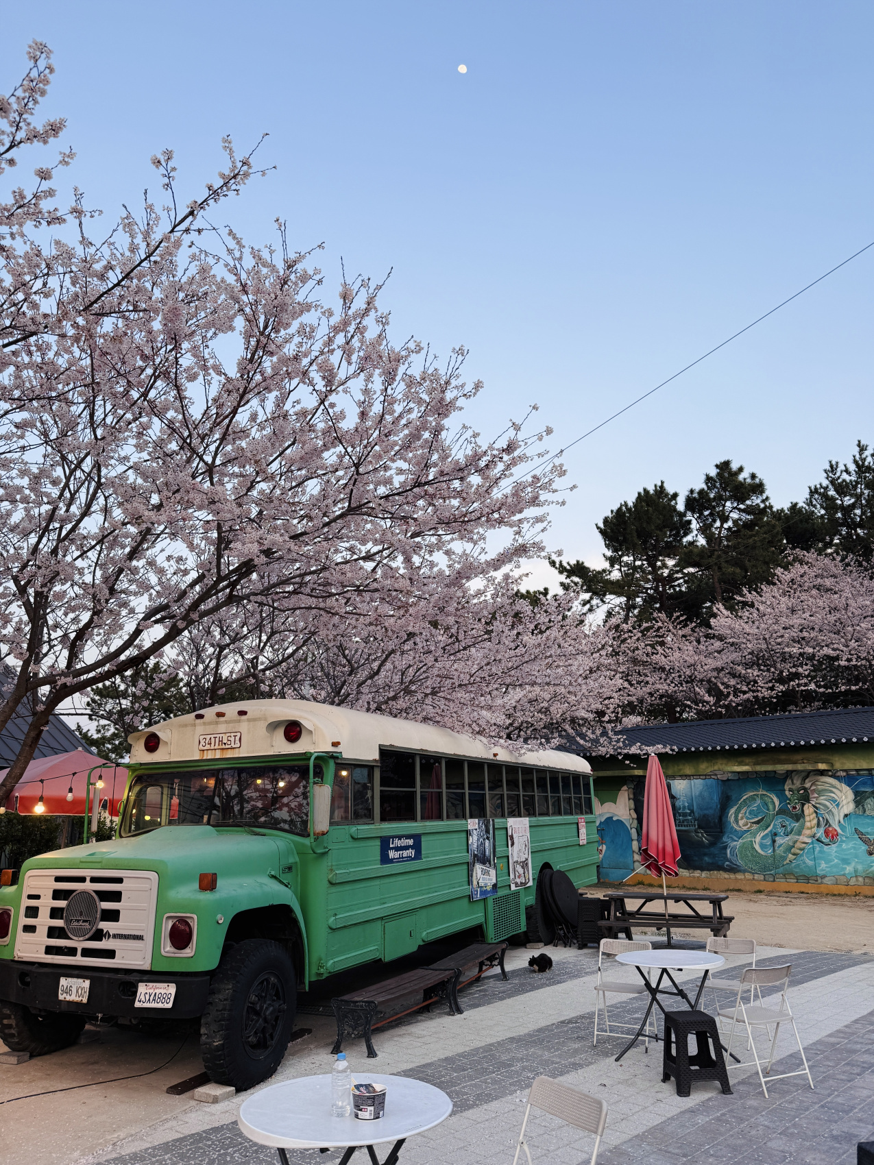 Цветение сакуры в Корее. Сеул+Пусан (25/94)