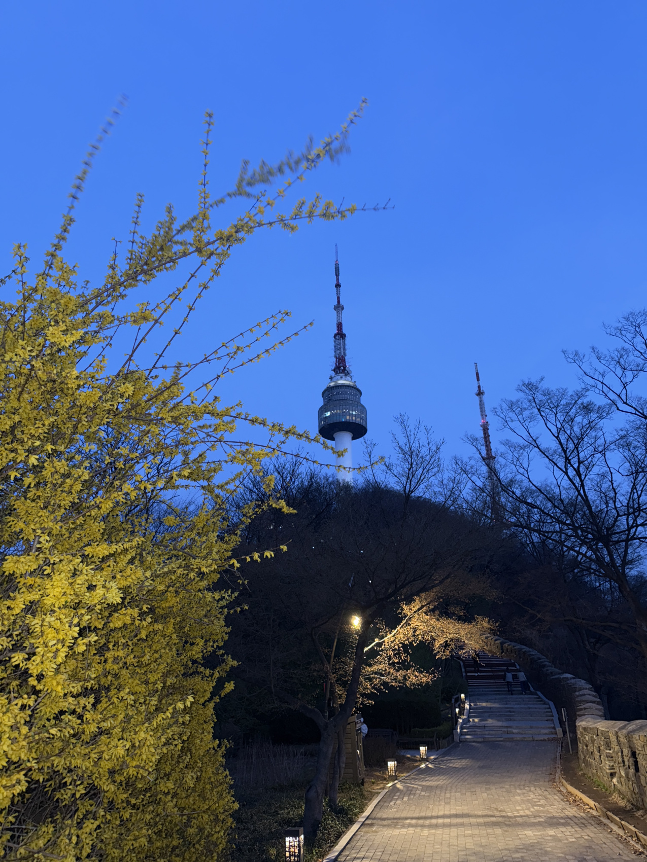 Цветение сакуры в Корее. Сеул+Пусан (22/94)