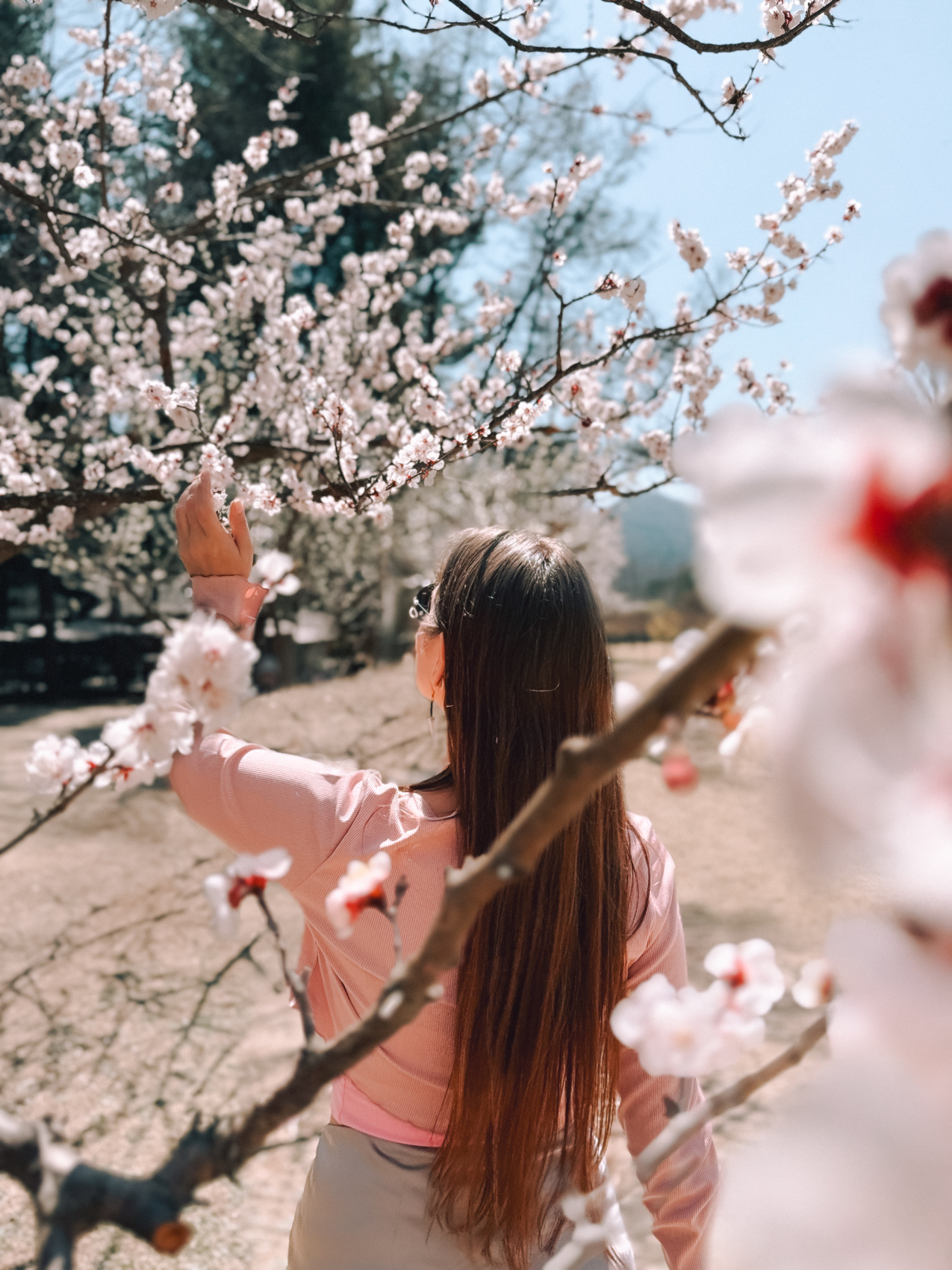 Цветение сакуры в Корее. Сеул+Пусан (38/94)