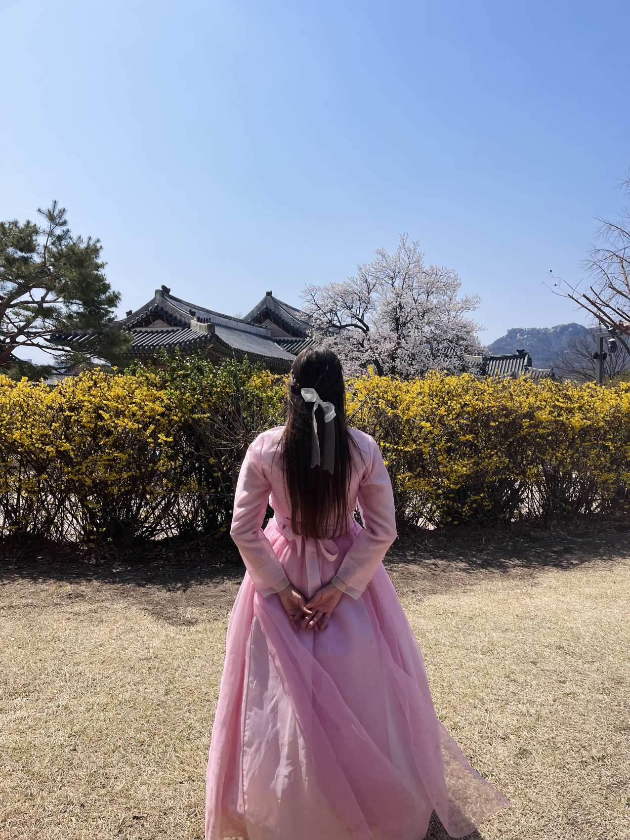 Цветение сакуры в Корее. Сеул+Пусан (19/94)