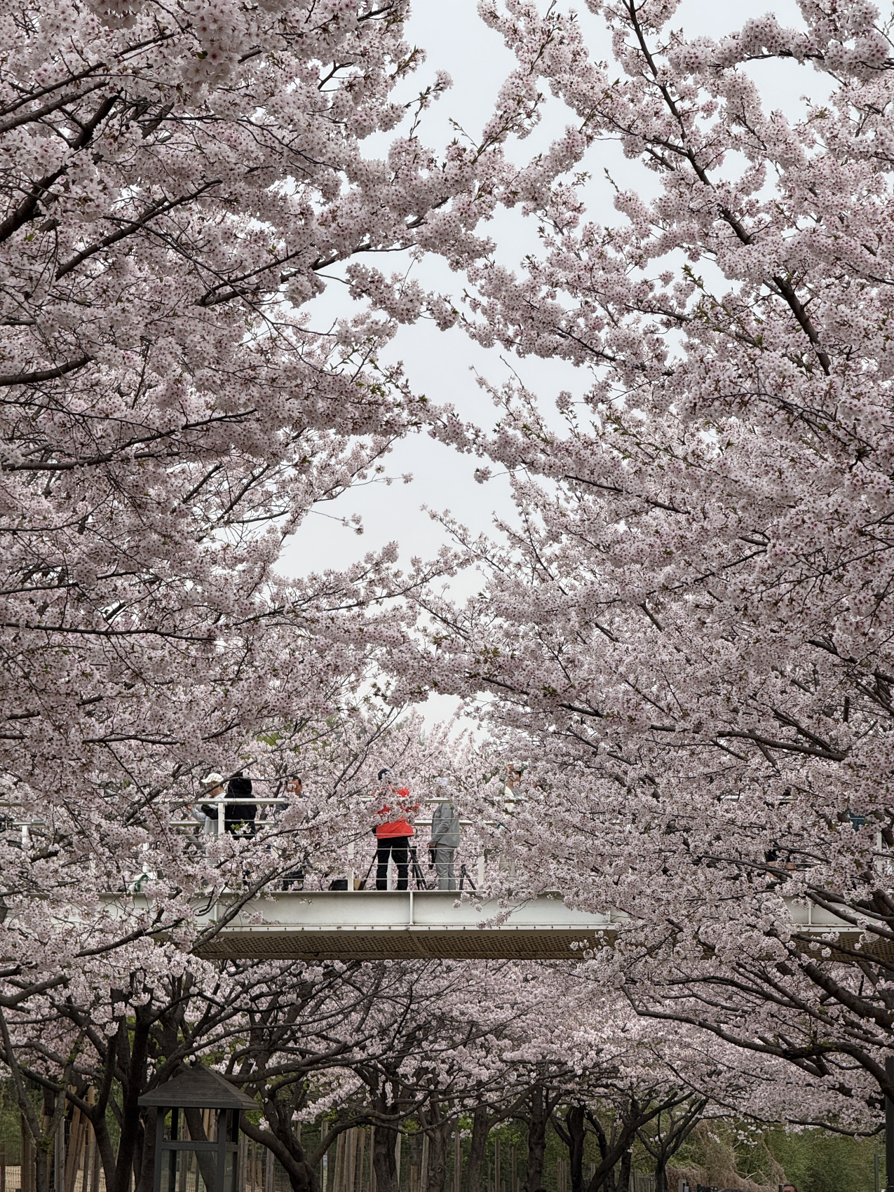 Цветение сакуры в Корее. Сеул+Пусан (37/94)