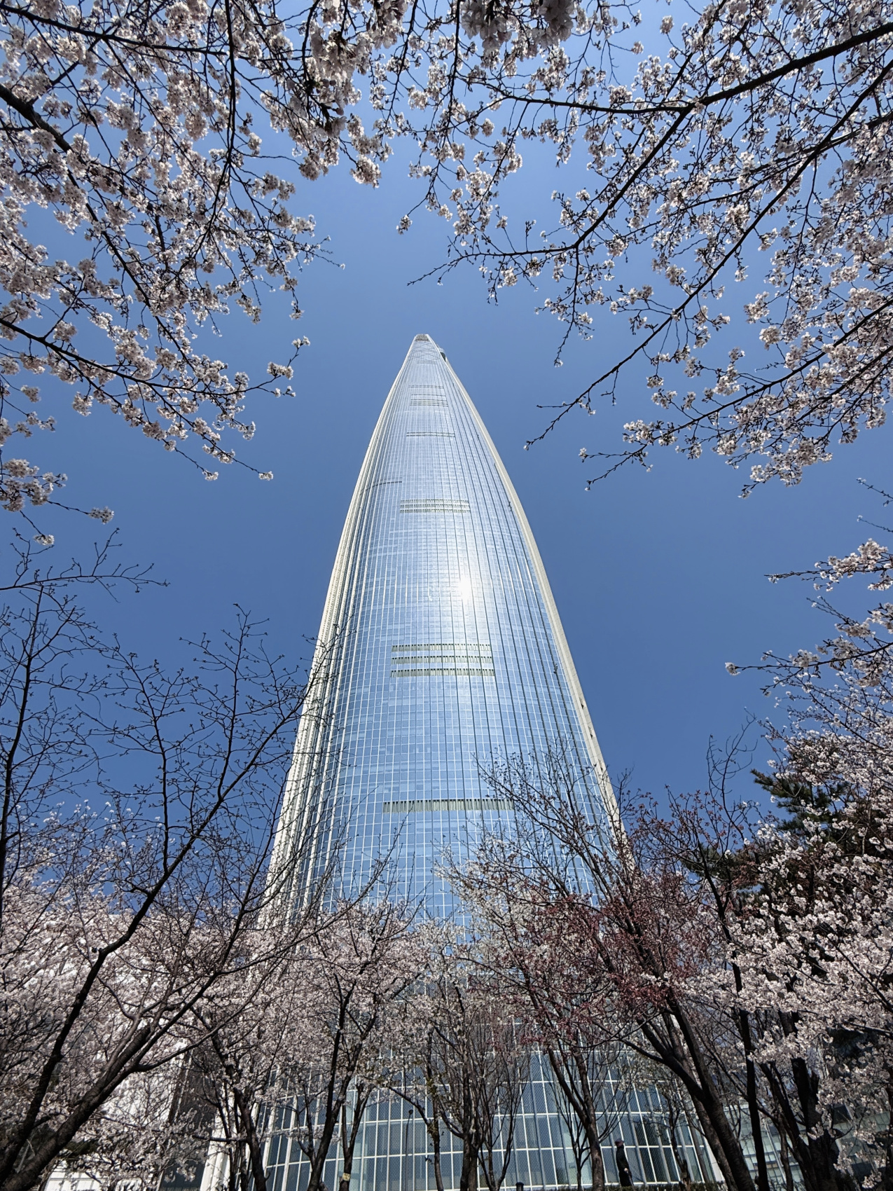 Цветение сакуры в Корее. Сеул+Пусан (21/94)