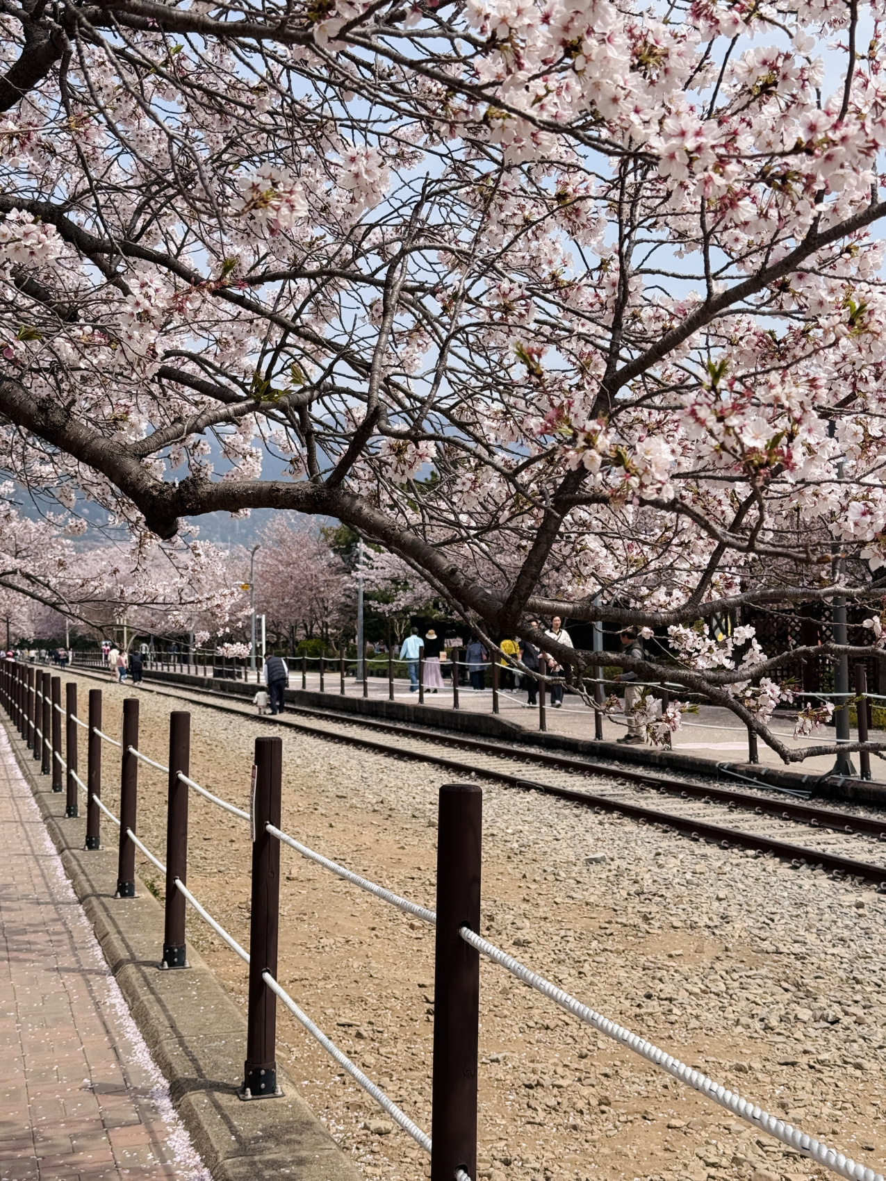 Цветение сакуры в Корее. Сеул+Пусан (31/94)