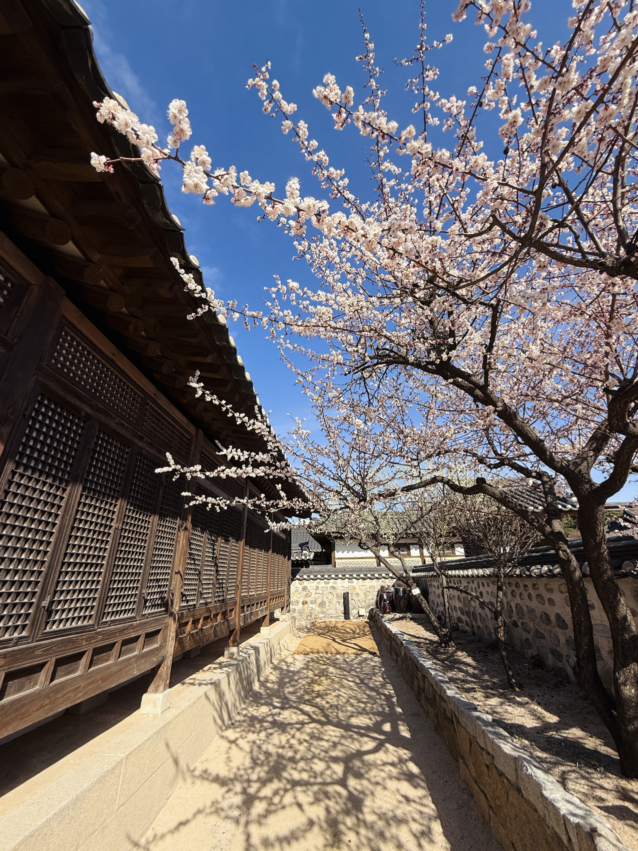 Цветение сакуры в Корее. Сеул+Пусан (9/94)