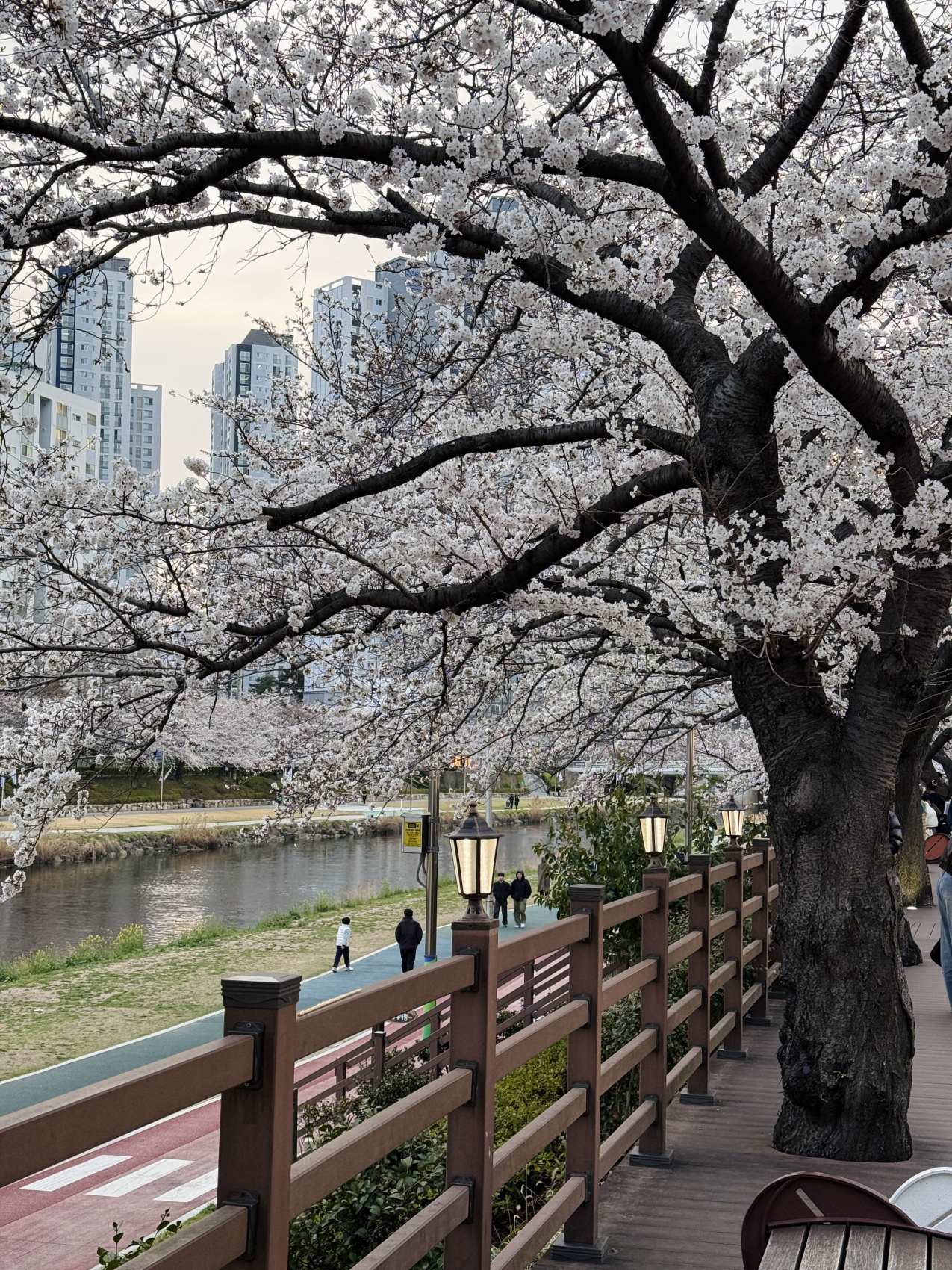 Цветение сакуры в Корее. Сеул+Пусан (13/94)