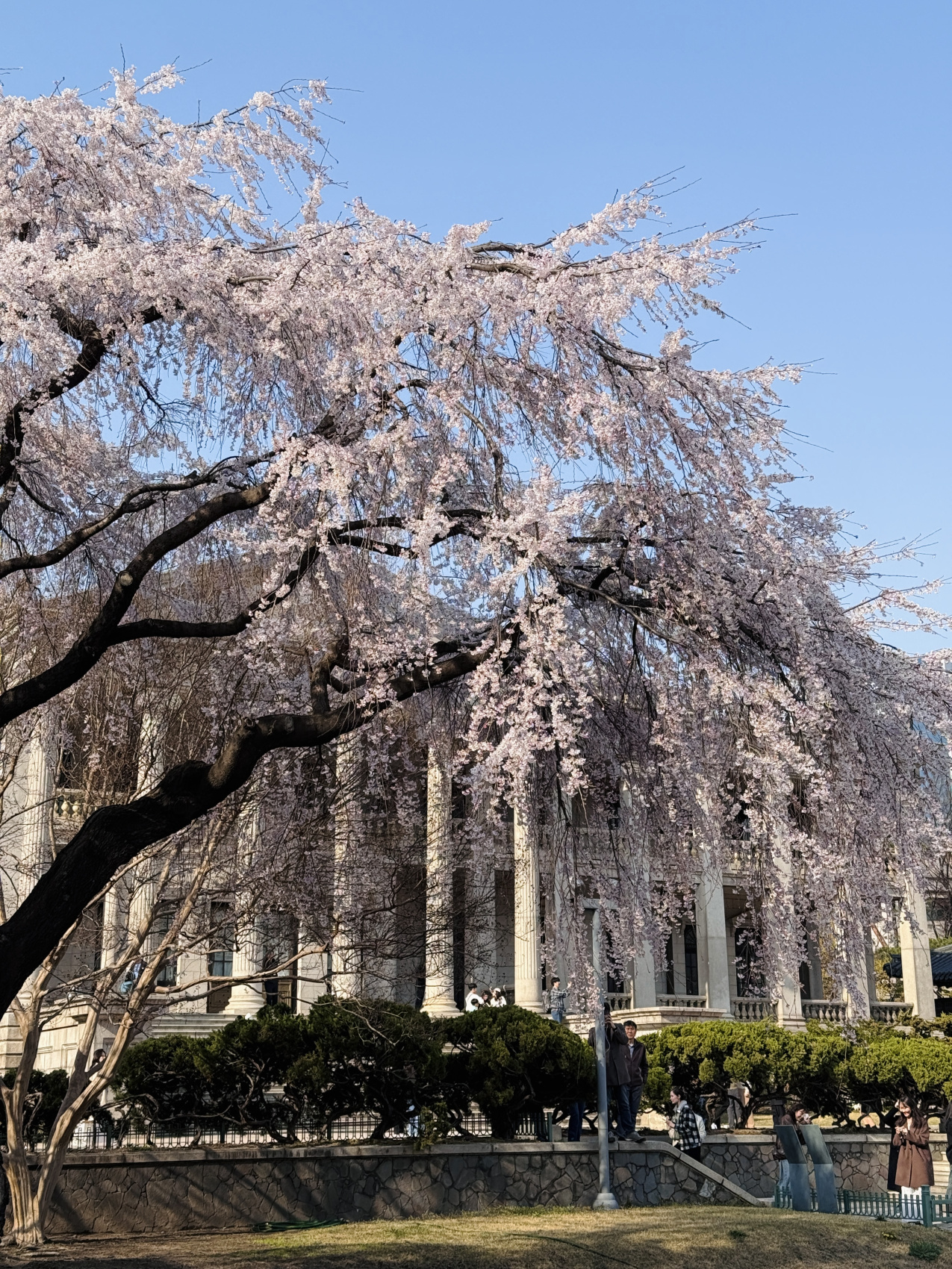 Цветение сакуры в Корее. Сеул+Пусан (20/94)