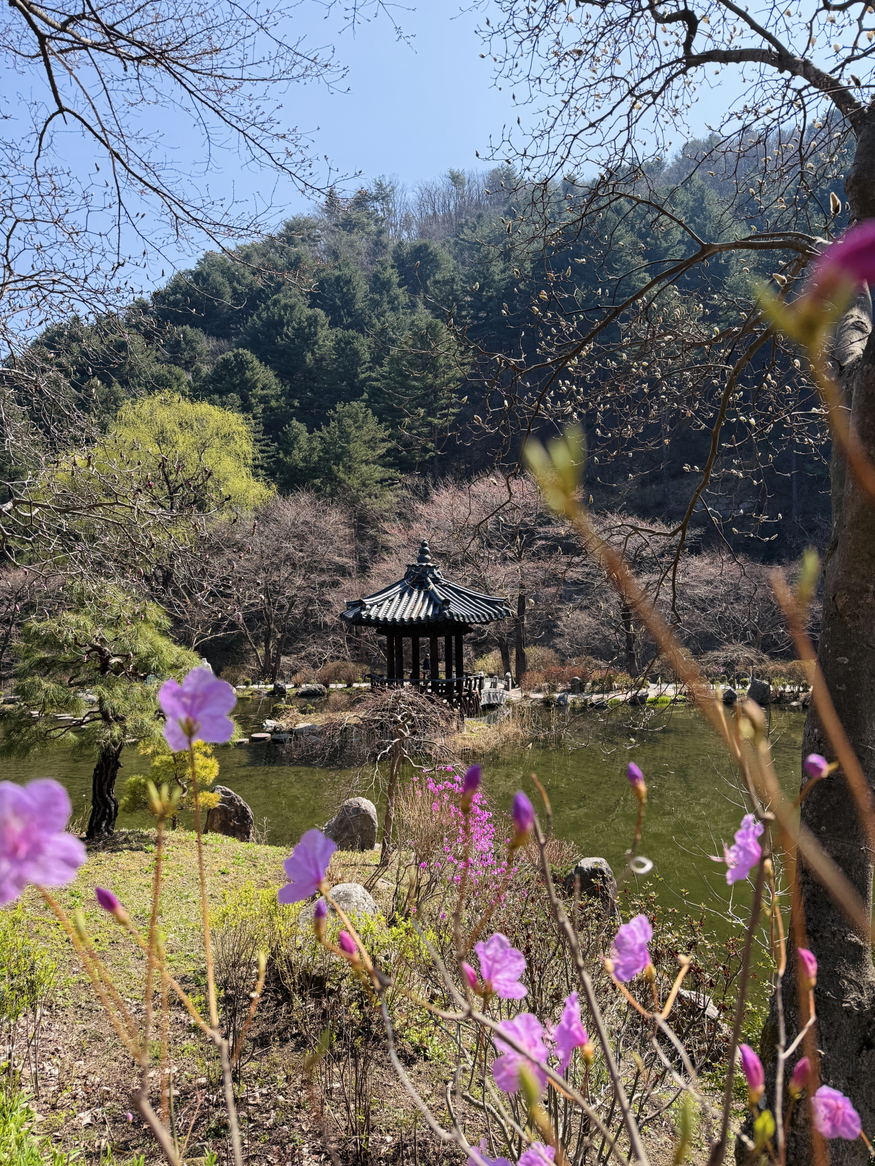 Цветение сакуры в Корее. Сеул+Пусан (35/94)