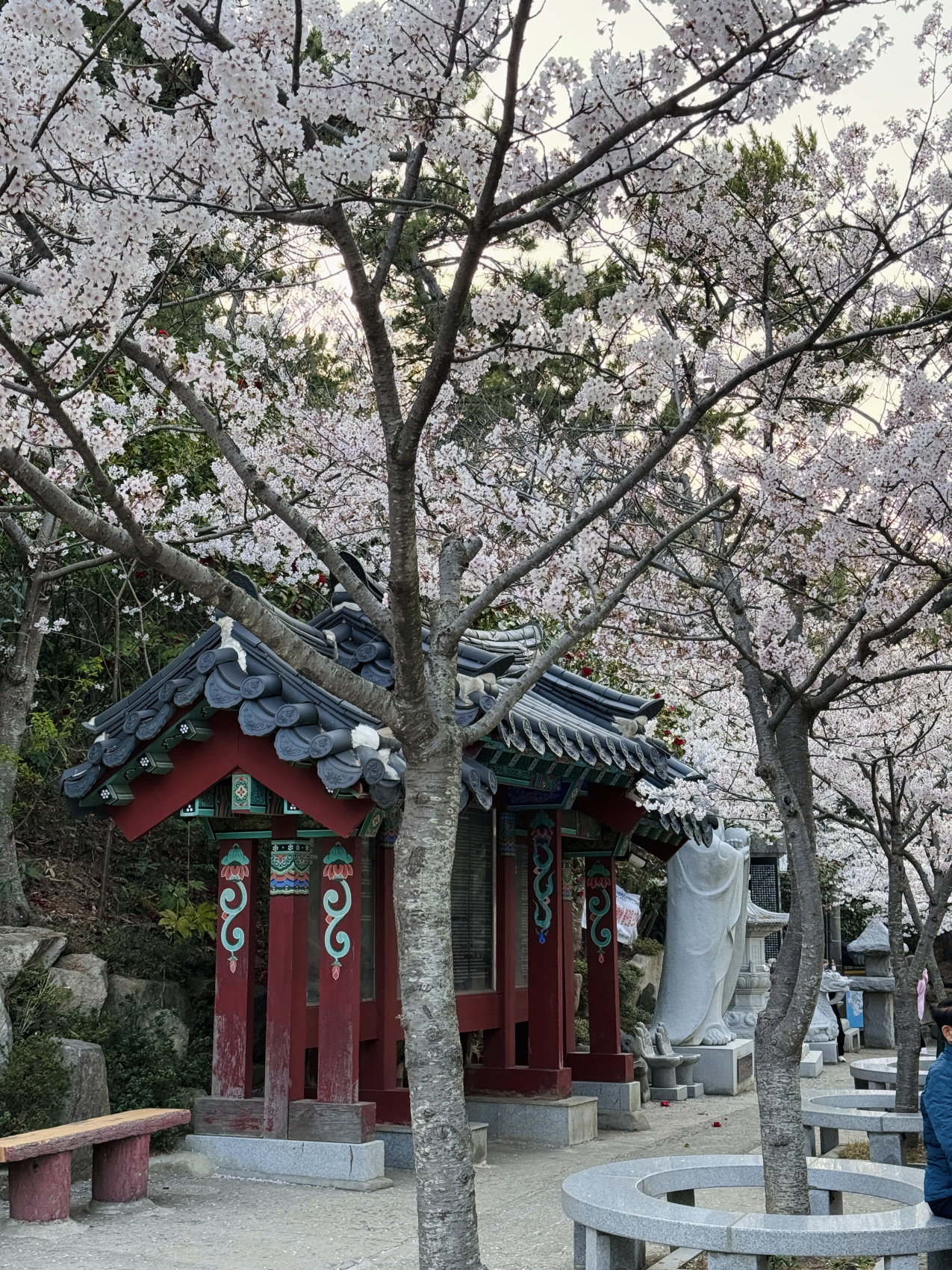 Цветение сакуры в Корее. Сеул+Пусан (24/94)