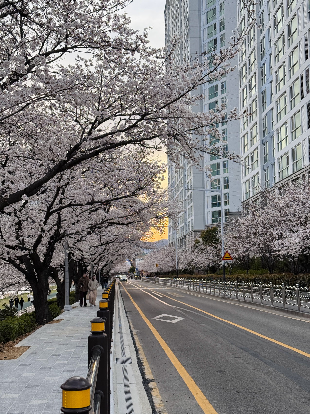 Цветение сакуры в Корее. Сеул+Пусан (11/94)