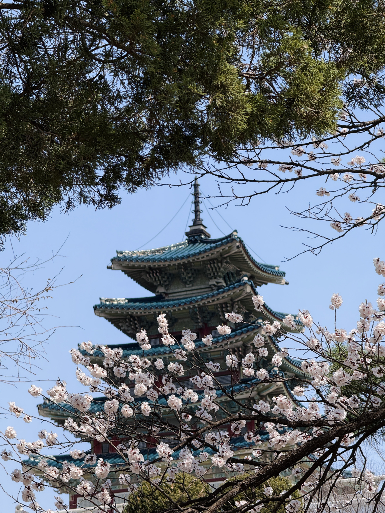 Цветение сакуры в Корее. Сеул+Пусан (18/94)