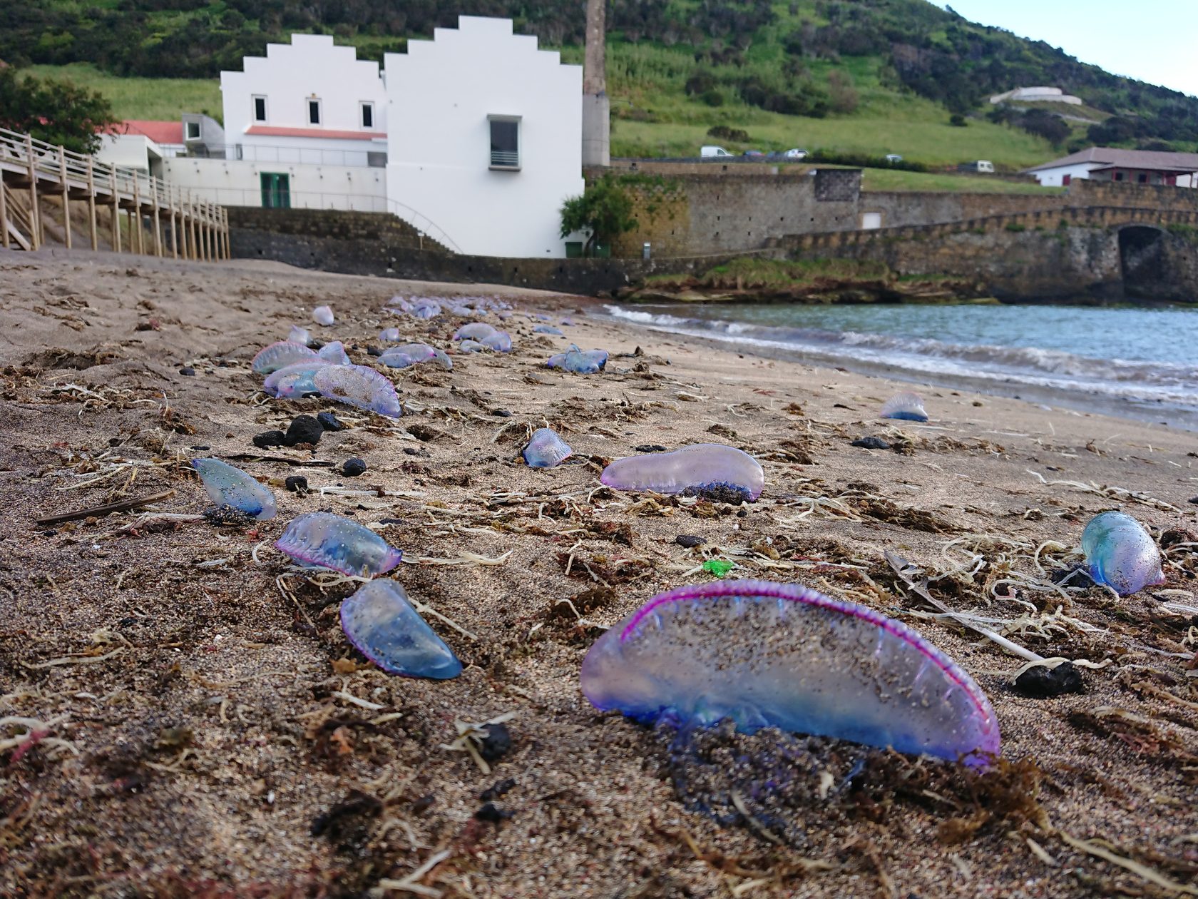 Азоры. Экспедиция в эпоху Юрского периода (5/35)