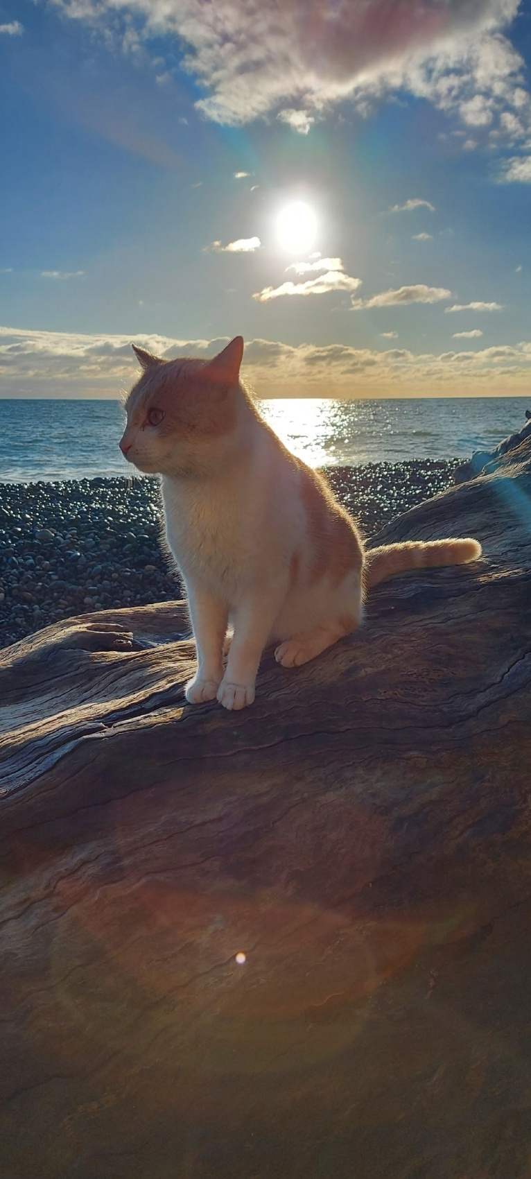 Разнообразная Абхазия ! 3 дня (15/36)