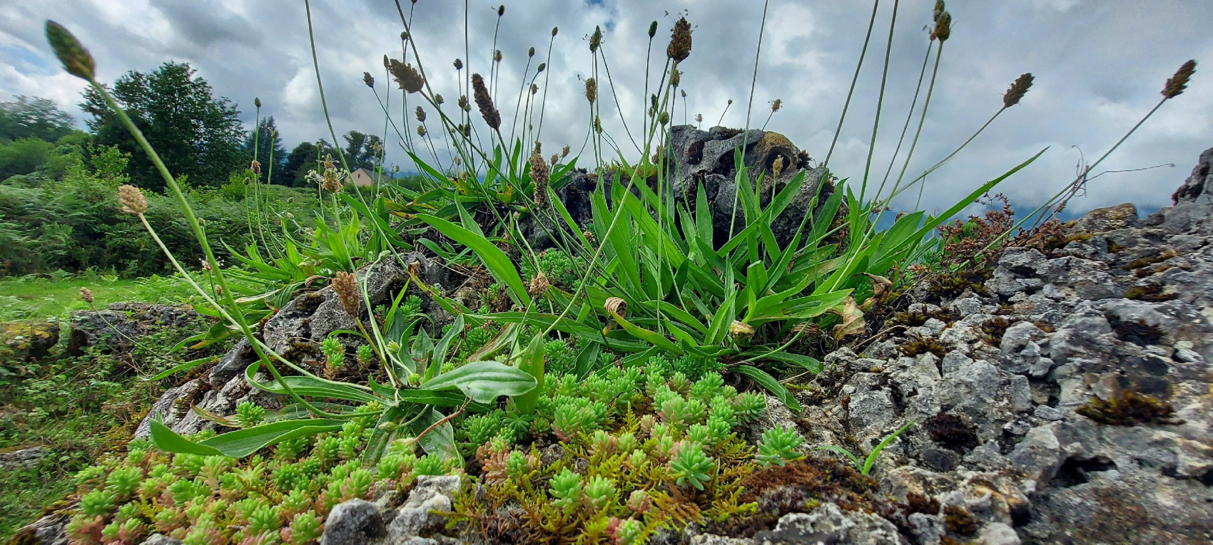 Разнообразная Абхазия ! 3 дня (14/36)