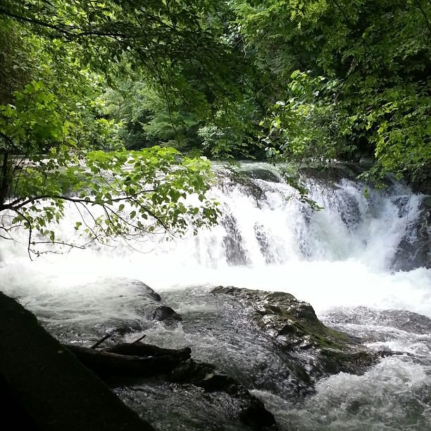 Разнообразная Абхазия ! 3 дня (13/36)