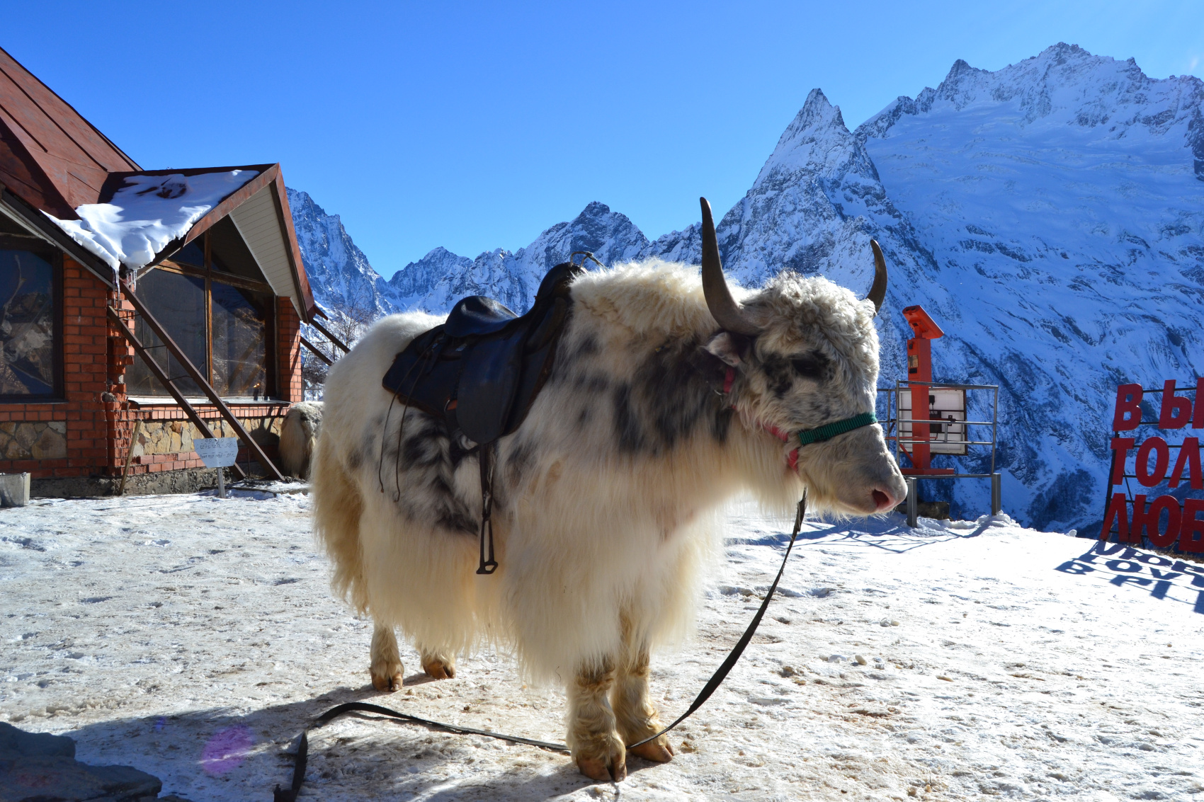 Снежный Домбай+Архыз. Экскурсии+катание/обучение! (23/38)