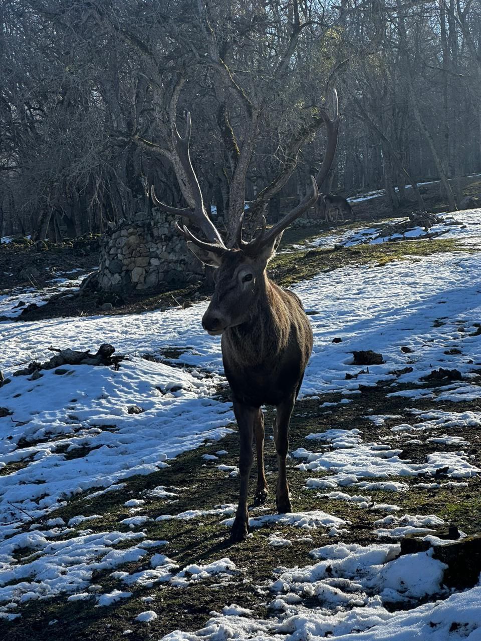 Снежный Домбай+Архыз. Экскурсии+катание/обучение! (9/38)