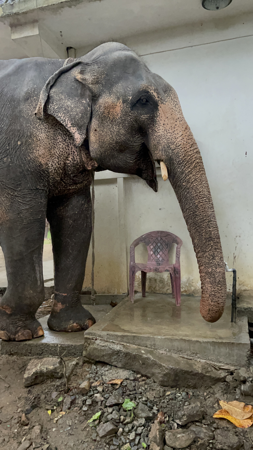 Фитнес-девичник на Шри-Ланку! Включено все, даже Перелет! (10/49)