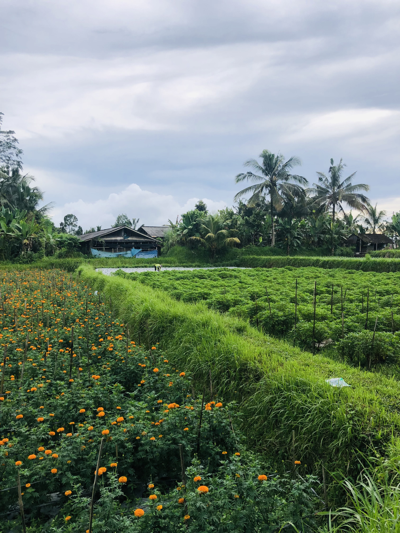 Балийское Блаженство. Волшебное Женское  Путешествие на изумрудном Острове Богов. (29/138)