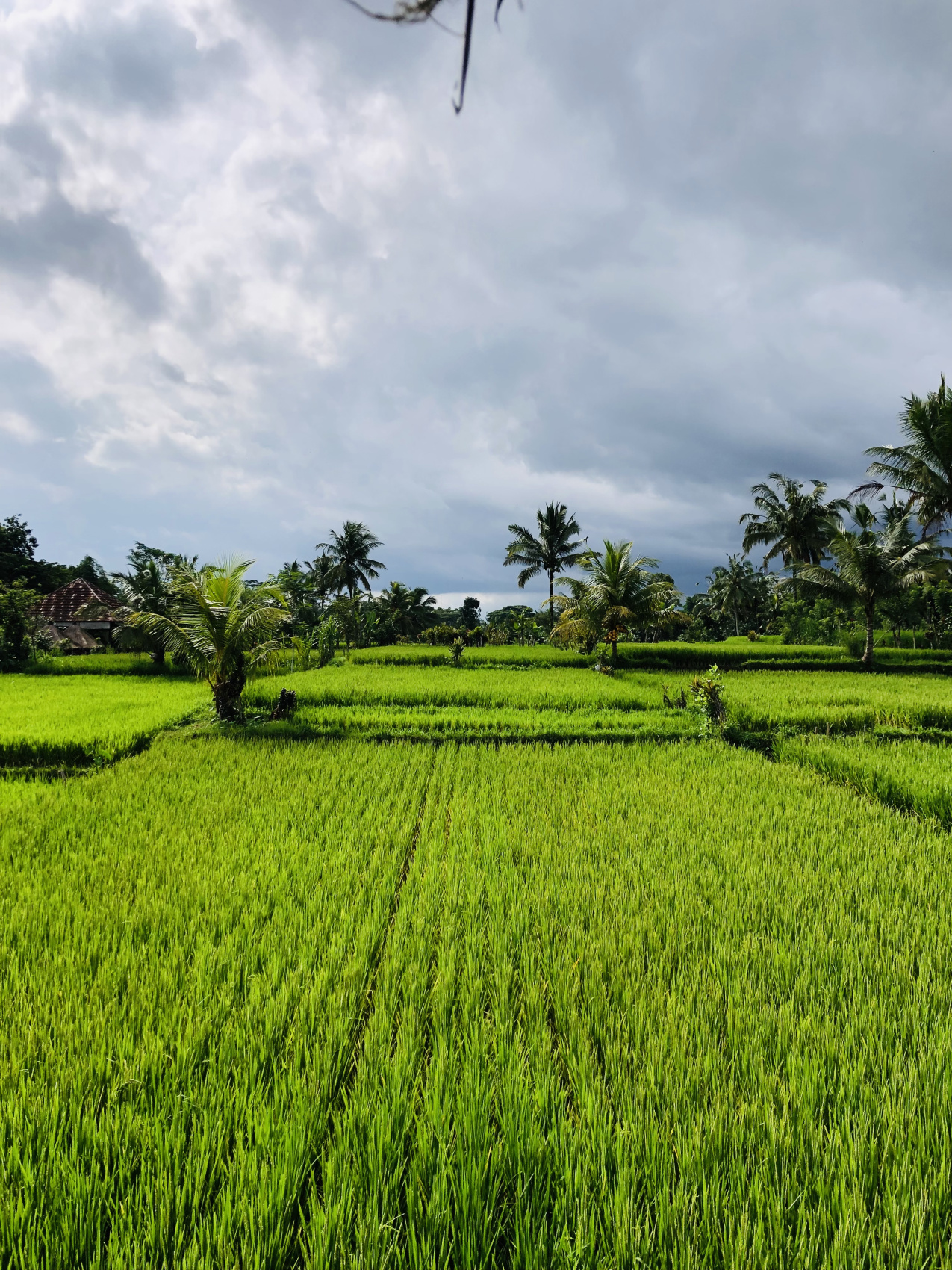 Балийское Блаженство. Волшебное Женское  Путешествие на изумрудном Острове Богов. (25/138)