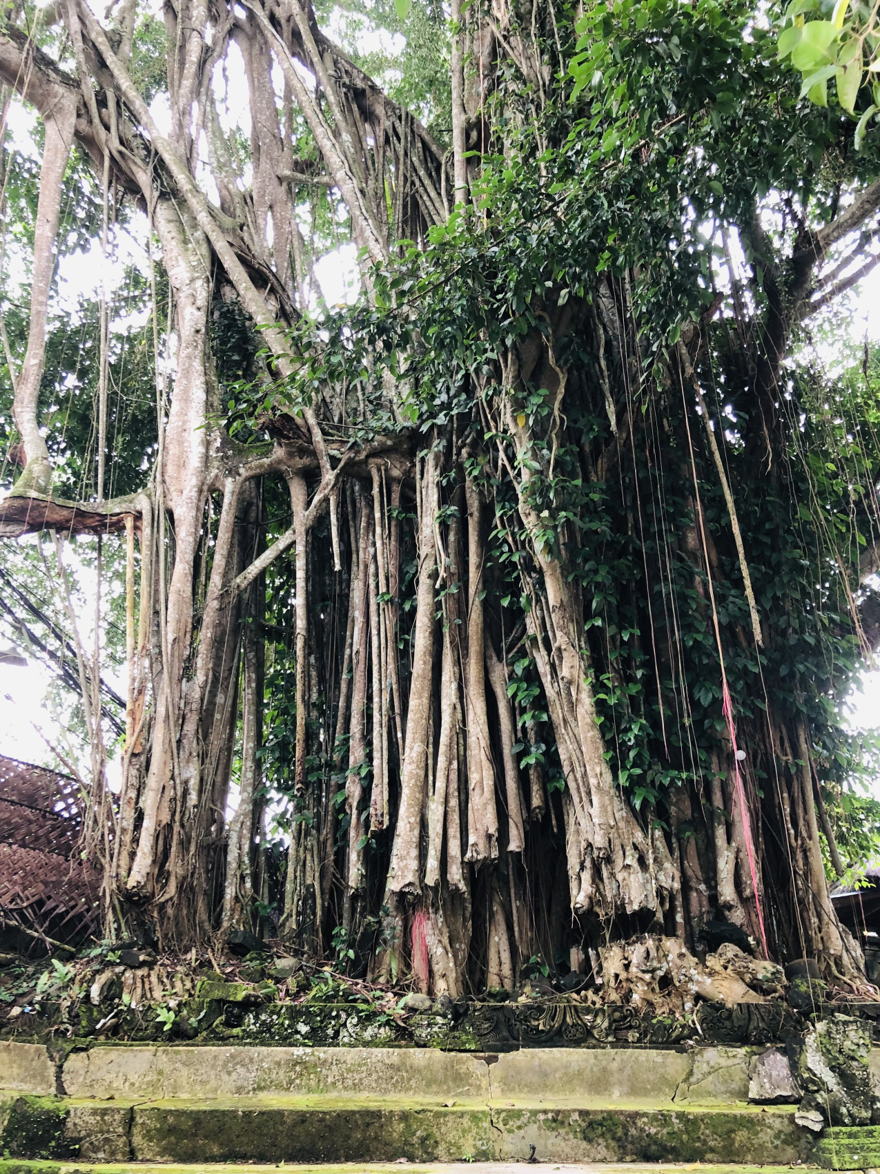Балийское Блаженство. Волшебное Женское  Путешествие на изумрудном Острове Богов. (22/138)