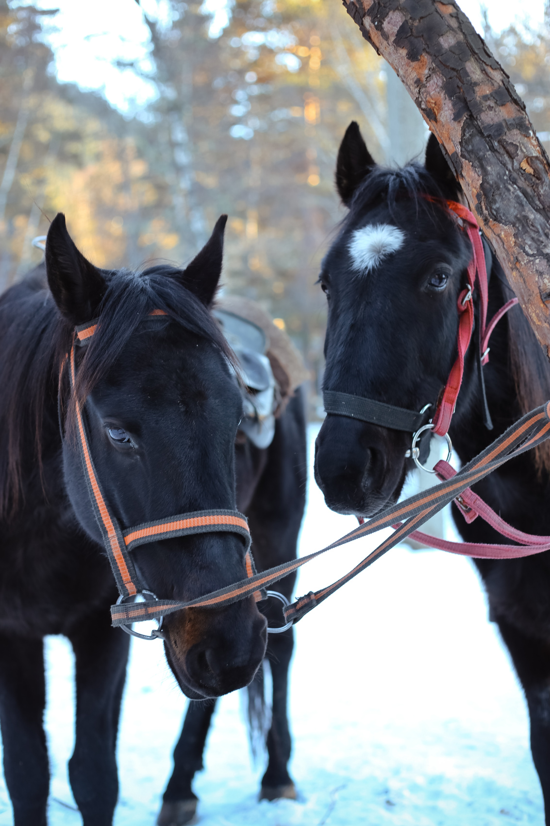 Конный тур в мини-группе Зимний Архыз (24/36)