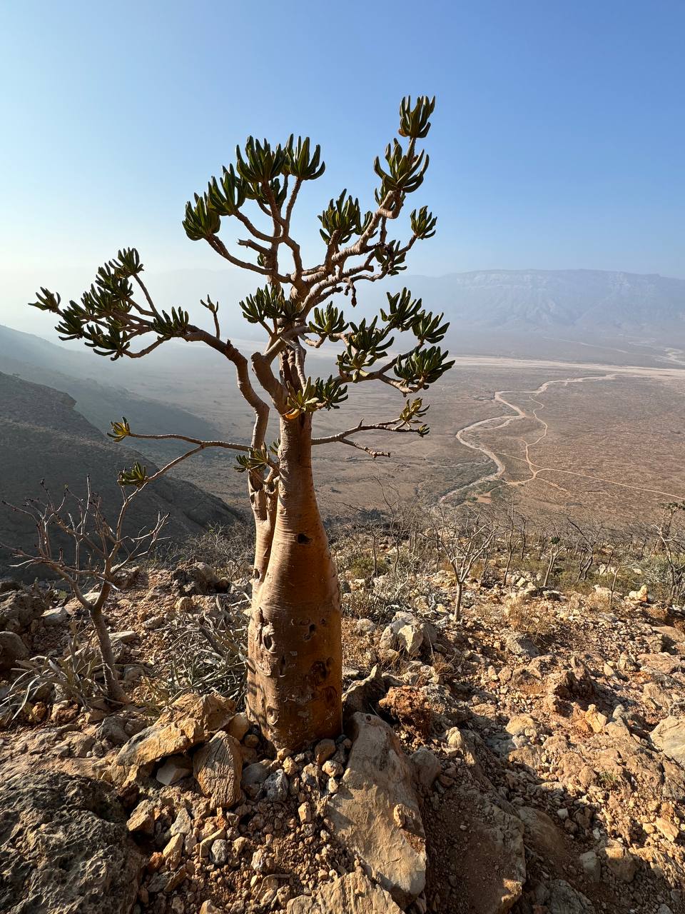 Сокотра: самый закрытый остров планеты (3/42)