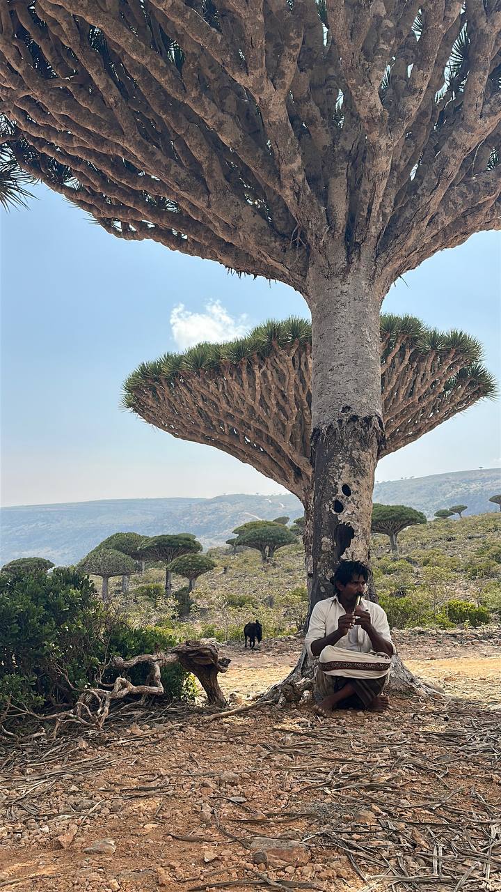 Сокотра: самый закрытый остров планеты (10/42)