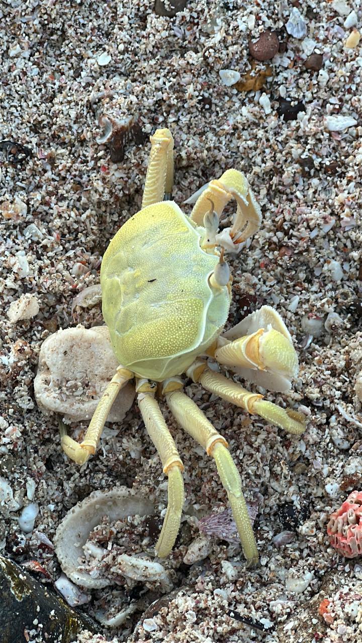 Сокотра: самый закрытый остров планеты (12/42)