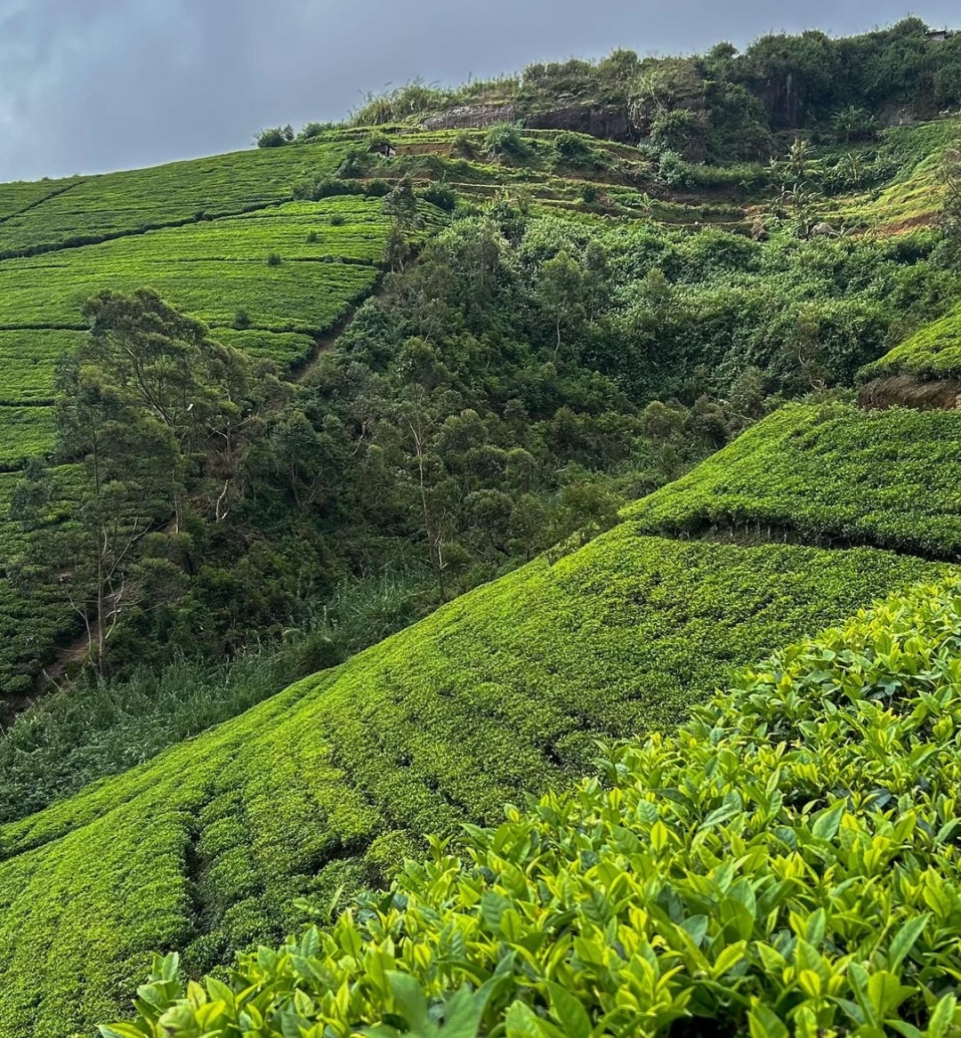 Сердце острова + слоны Пиннавела 2 дня с любого города Шри-Ланки (2/21)