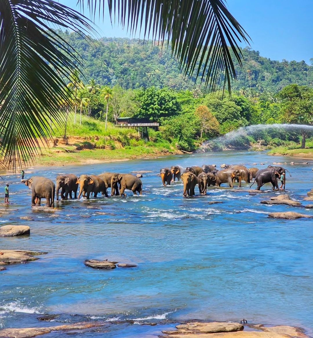 Сердце острова + слоны Пиннавела 2 дня с любого города Шри-Ланки (10/21)