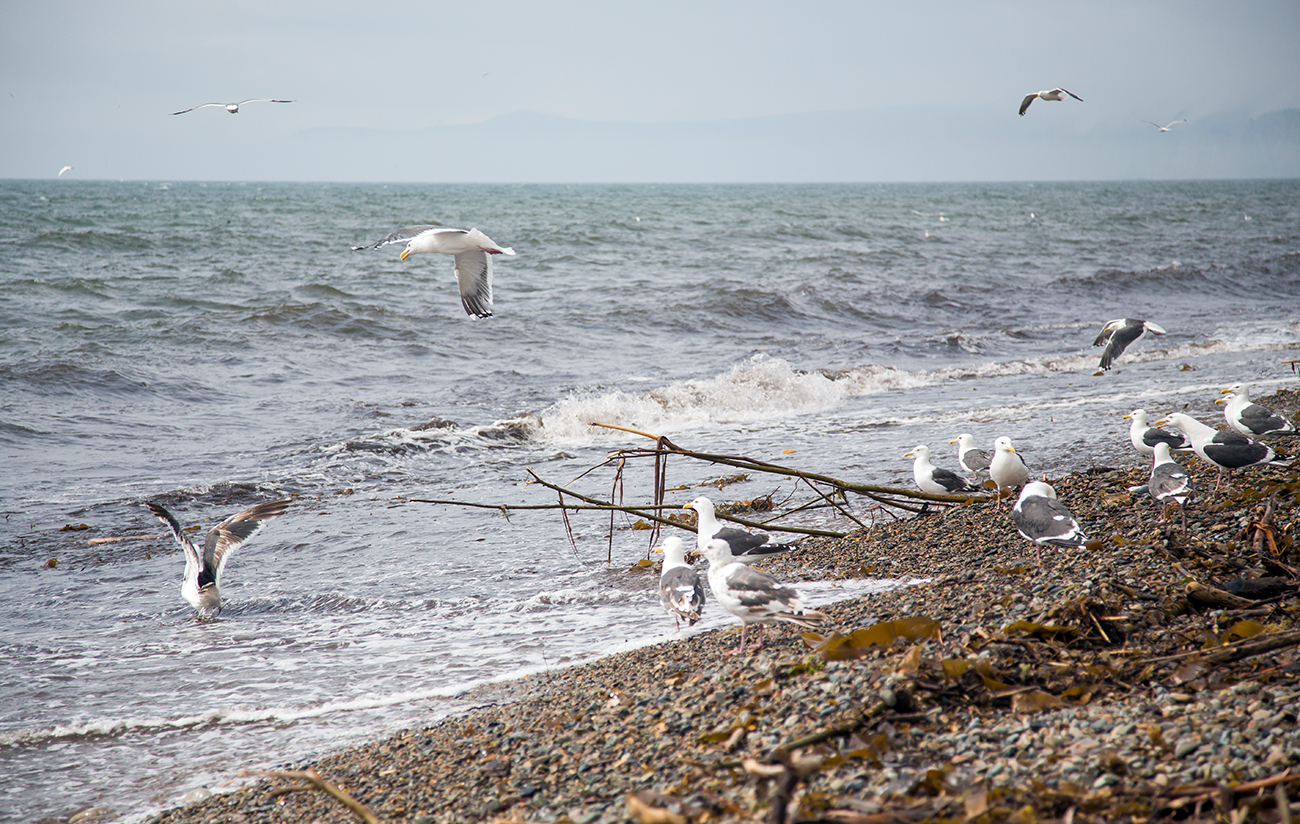 Охотоморский экспресс (6/32)