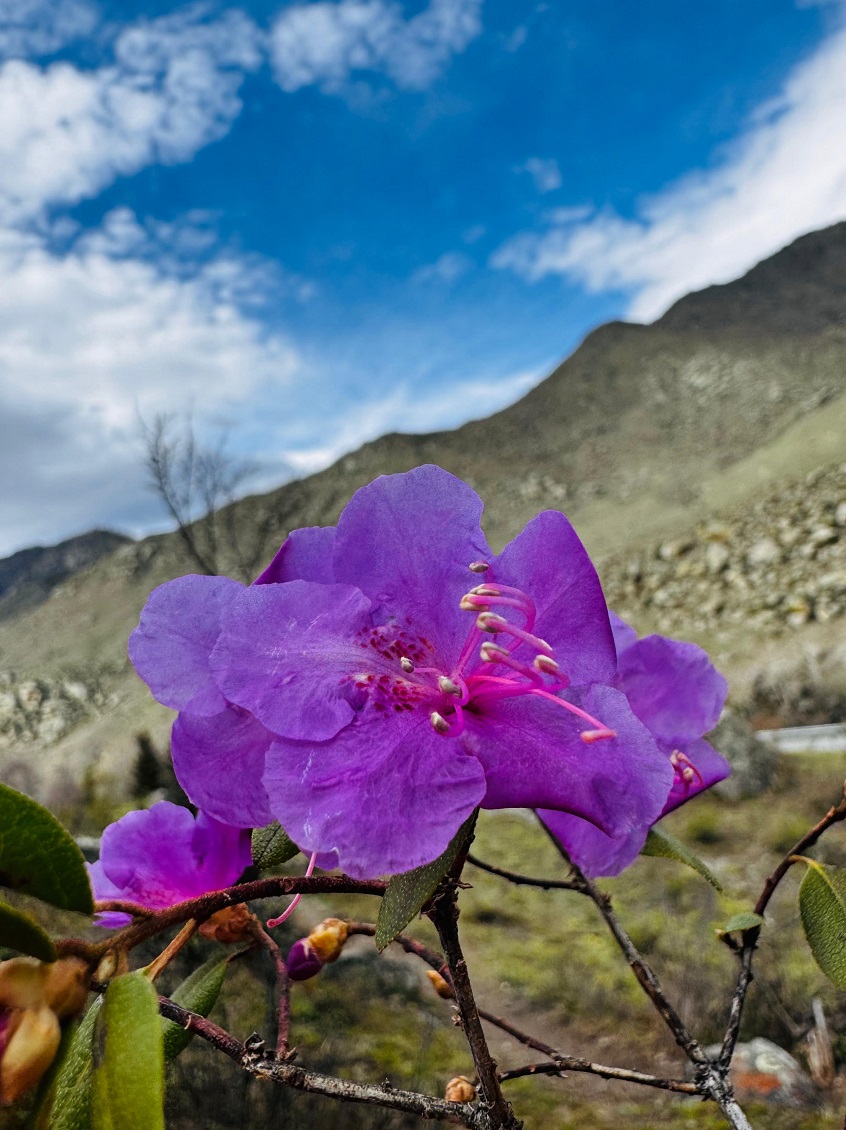 Мир Алтай Май