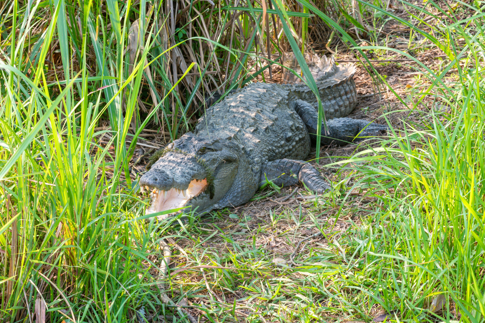 Золотое ожерелье Непала (50/79)