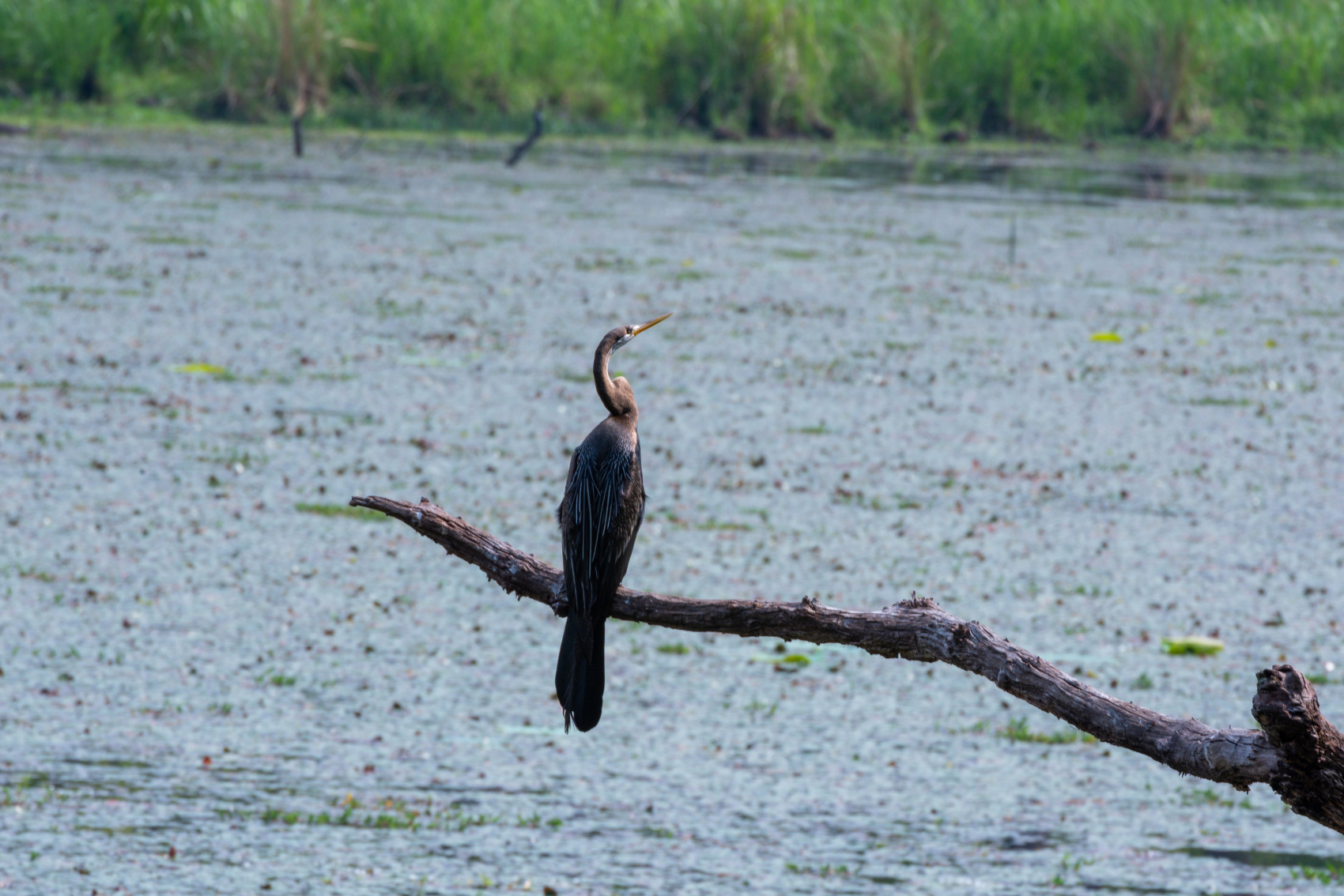 Золотое ожерелье Непала (43/79)