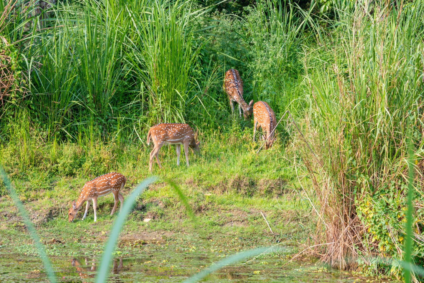 Золотое ожерелье Непала (47/79)