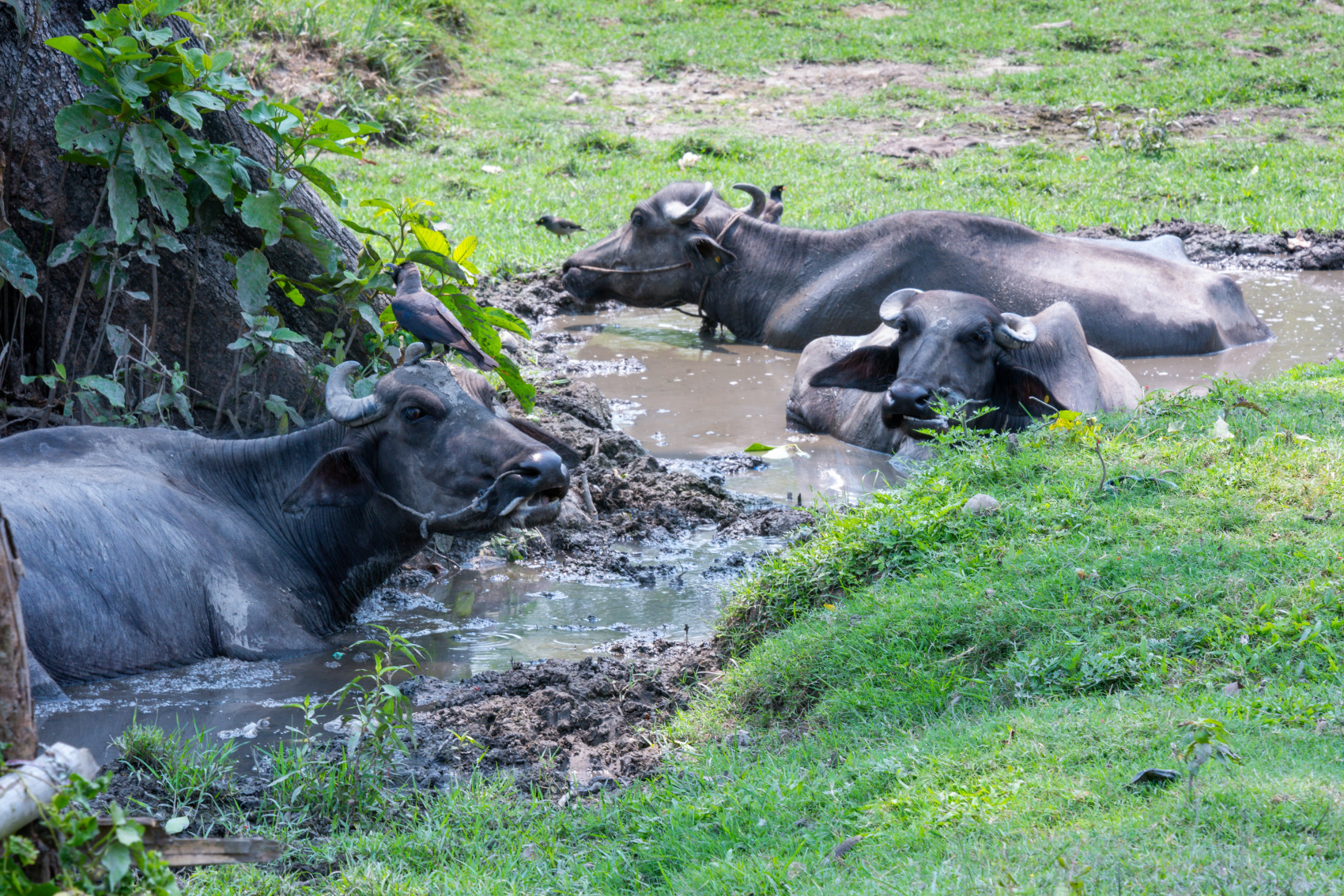 Золотое ожерелье Непала (44/79)
