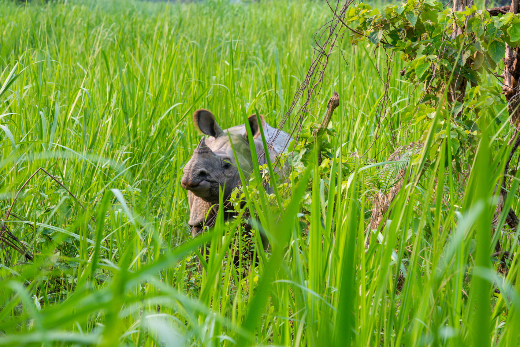 Золотое ожерелье Непала (51/79)
