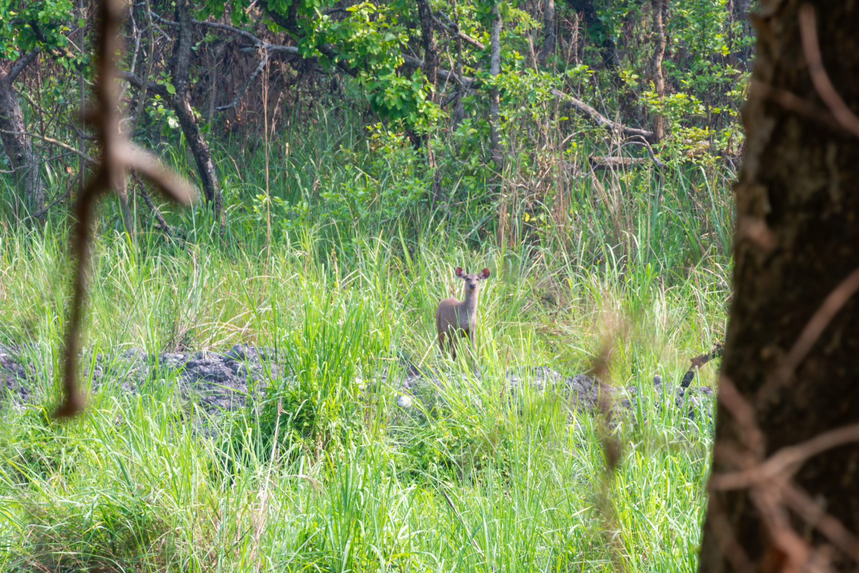 Золотое ожерелье Непала (46/79)