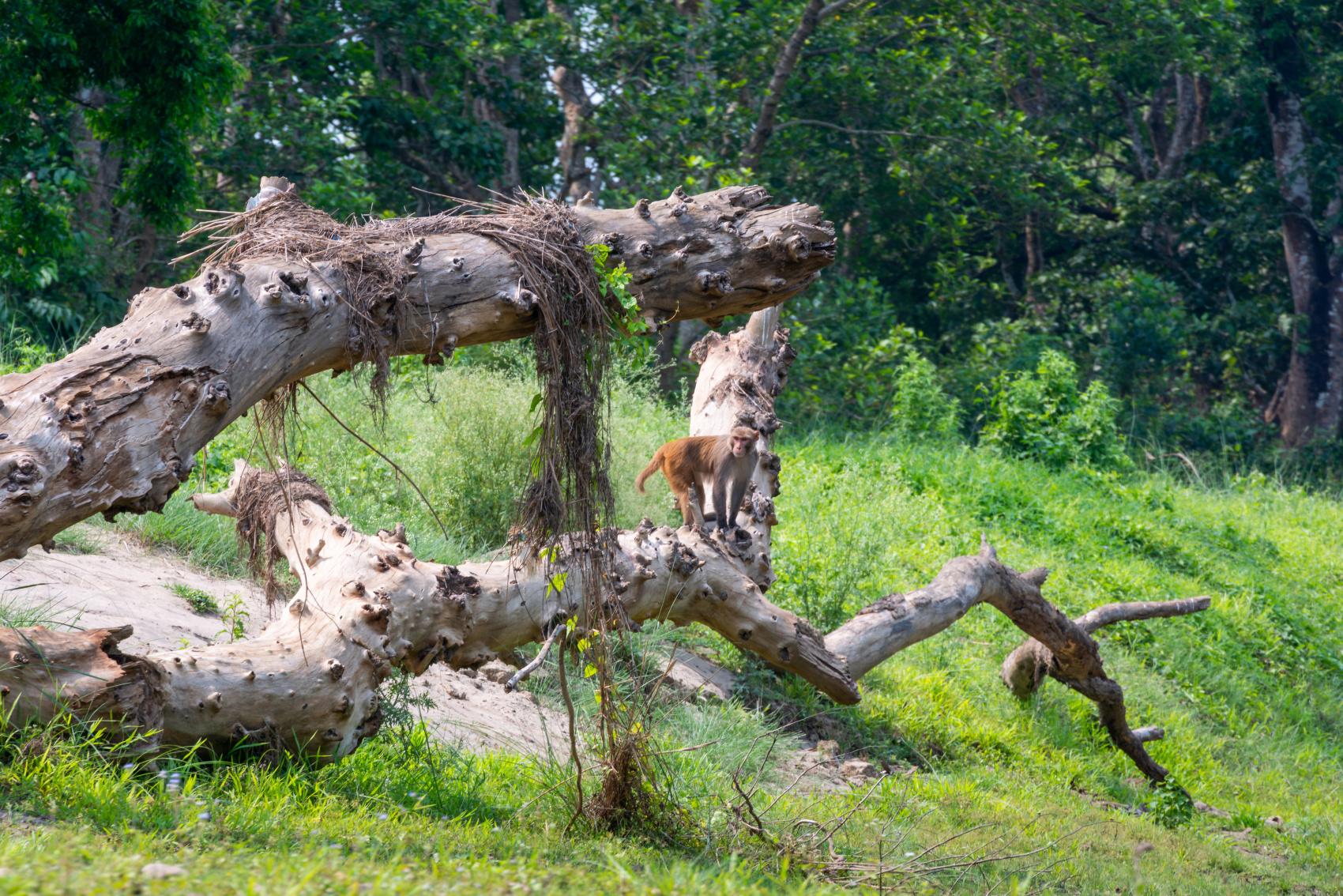 Золотое ожерелье Непала (39/79)