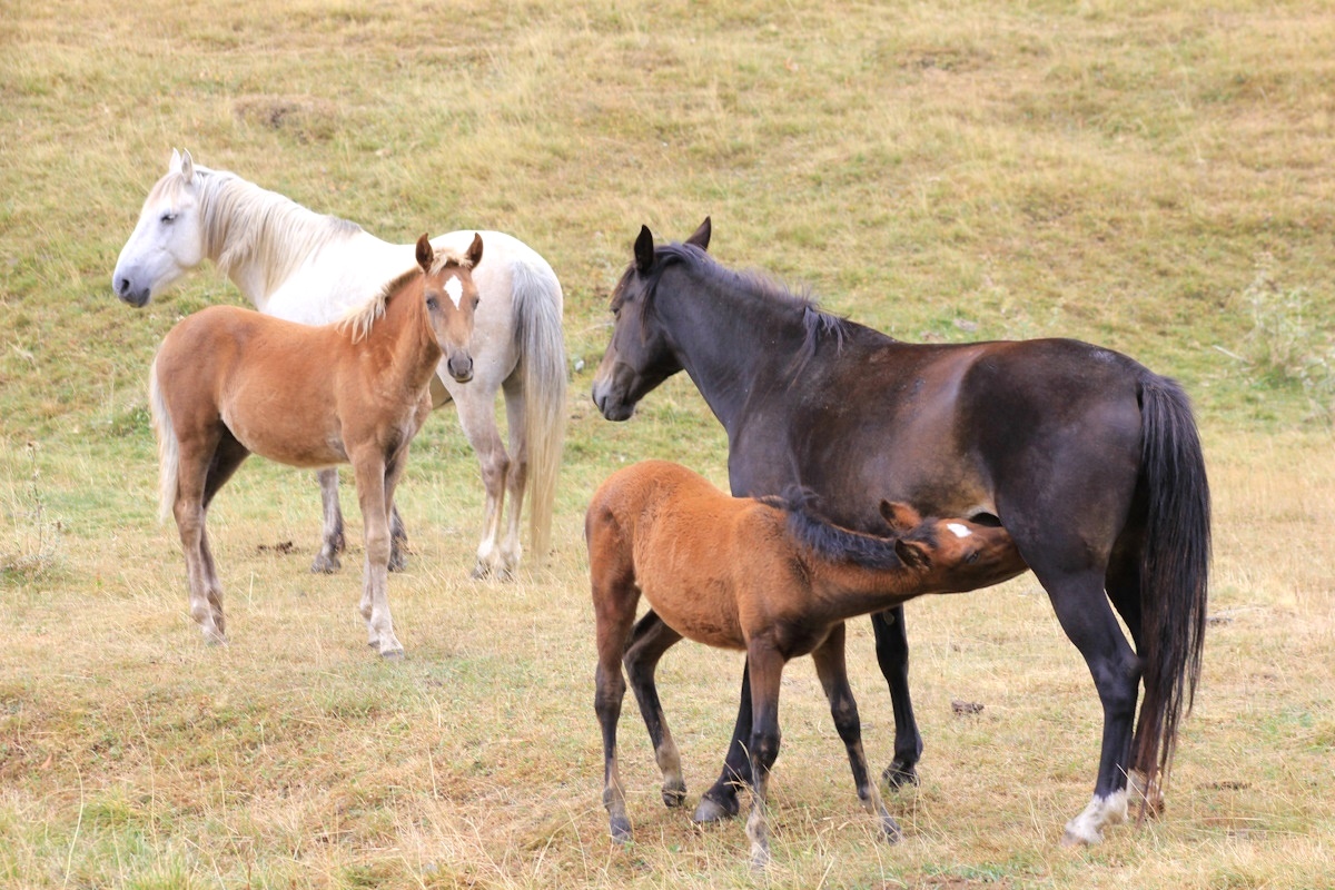 В гости к ГОРЦАМ. Тайны ХЕВСУРЕТИ и ТУШЕТИ (37/93)