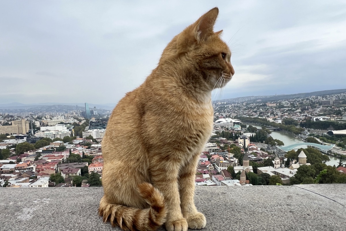 В гости к ГОРЦАМ. Тайны ХЕВСУРЕТИ и ТУШЕТИ (60/93)