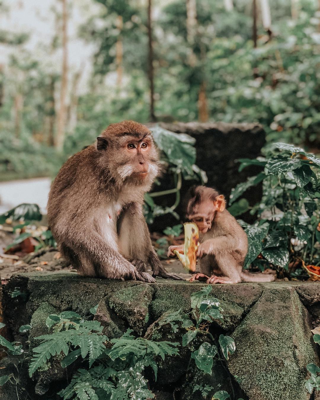 Большое приключение по Бали,Нуса Пениде и Яве с восхождением на Иджен! (176/269)