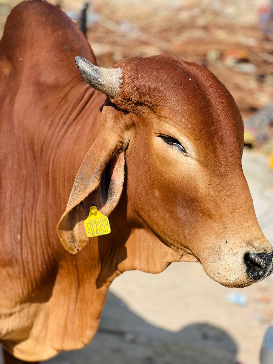 Индия: две даты: Ночь Шивы (10-20.02) и Фестиваль Холи (2-12.03) (21/94)