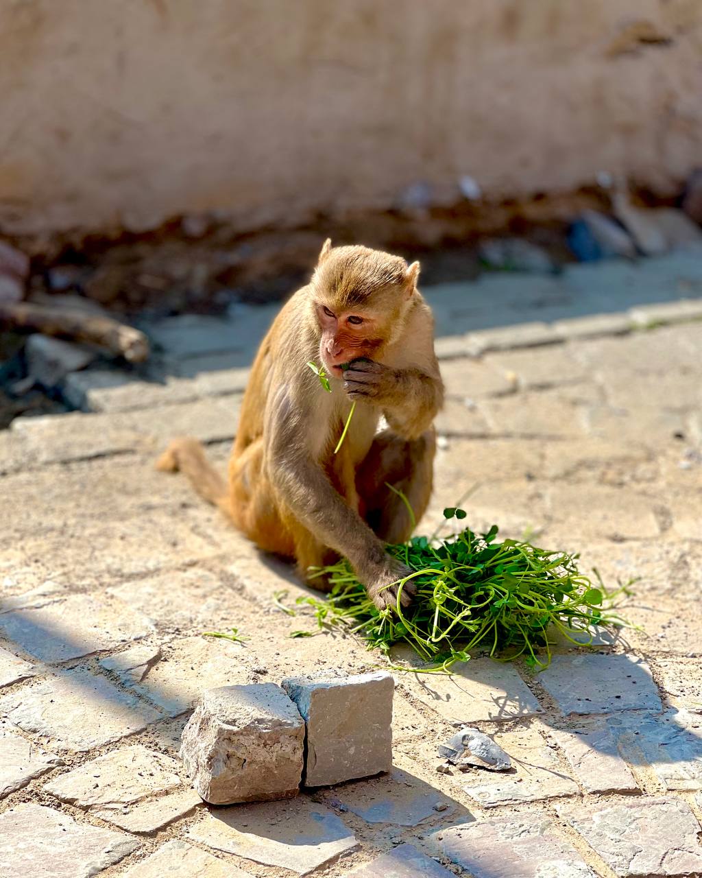 Индия: две даты: Ночь Шивы (10-20.02) и Фестиваль Холи (2-12.03) (20/94)