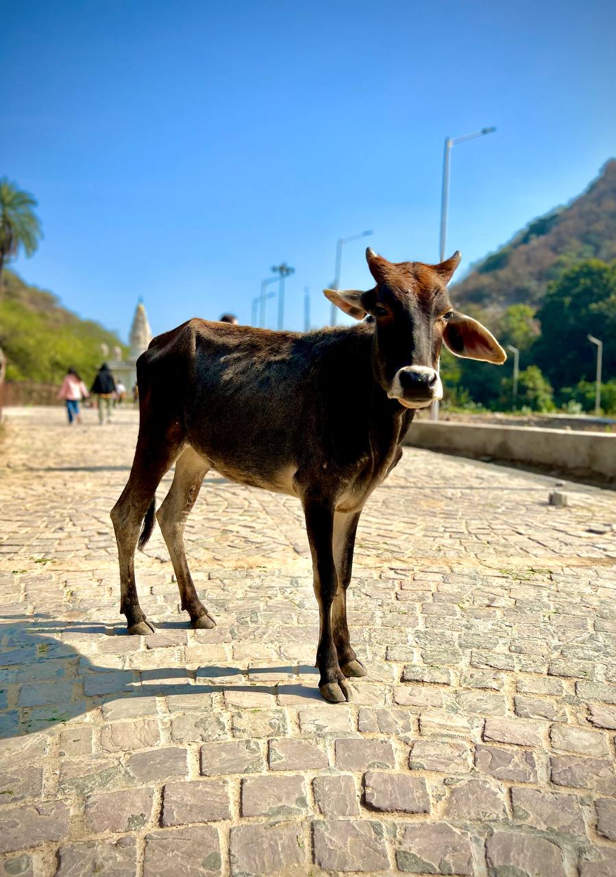 Индия: две даты: Ночь Шивы (10-20.02) и Фестиваль Холи (2-12.03) (24/94)