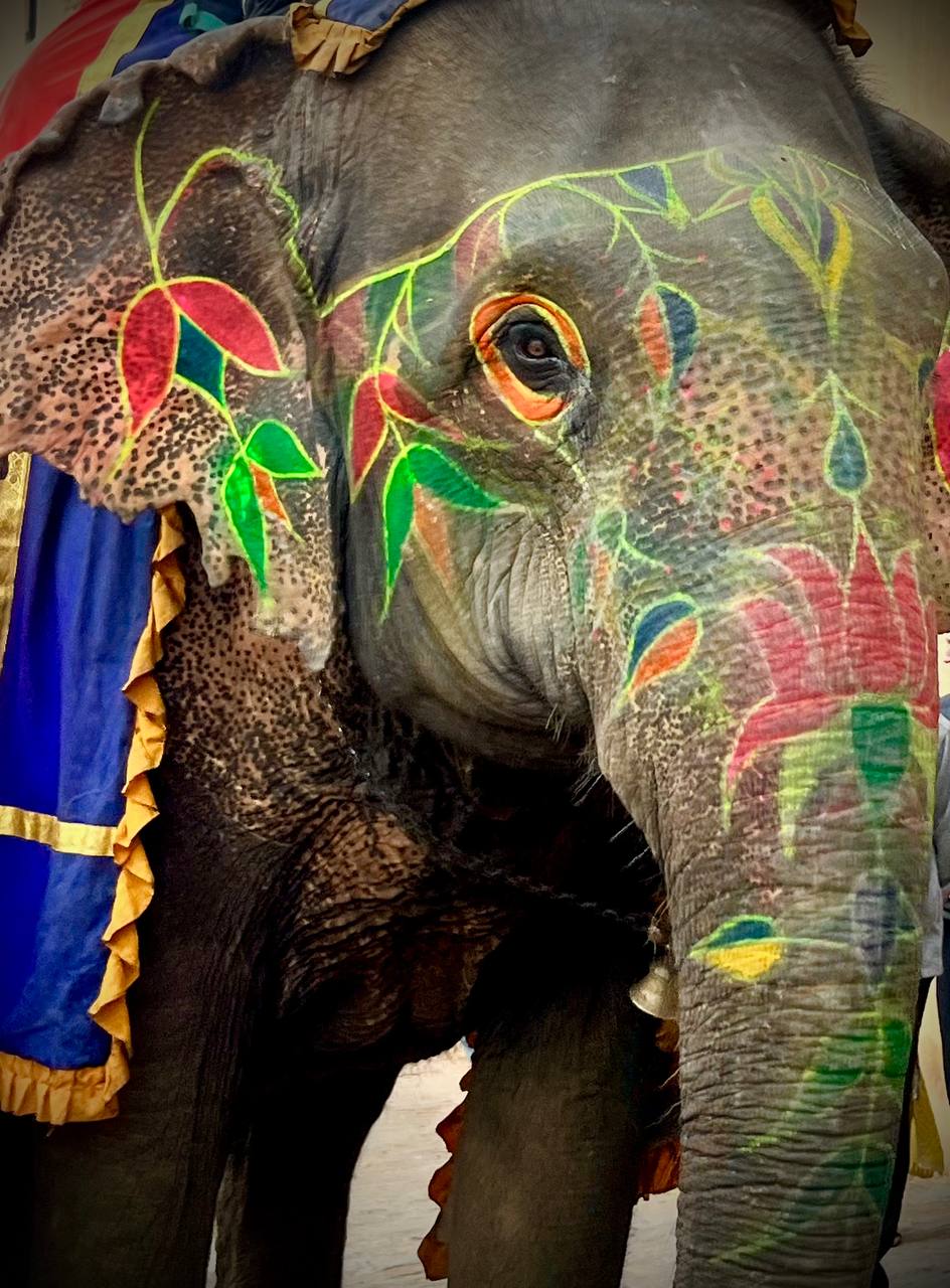 Индия: две даты: Ночь Шивы (10-20.02) и Фестиваль Холи (2-12.03) (38/94)