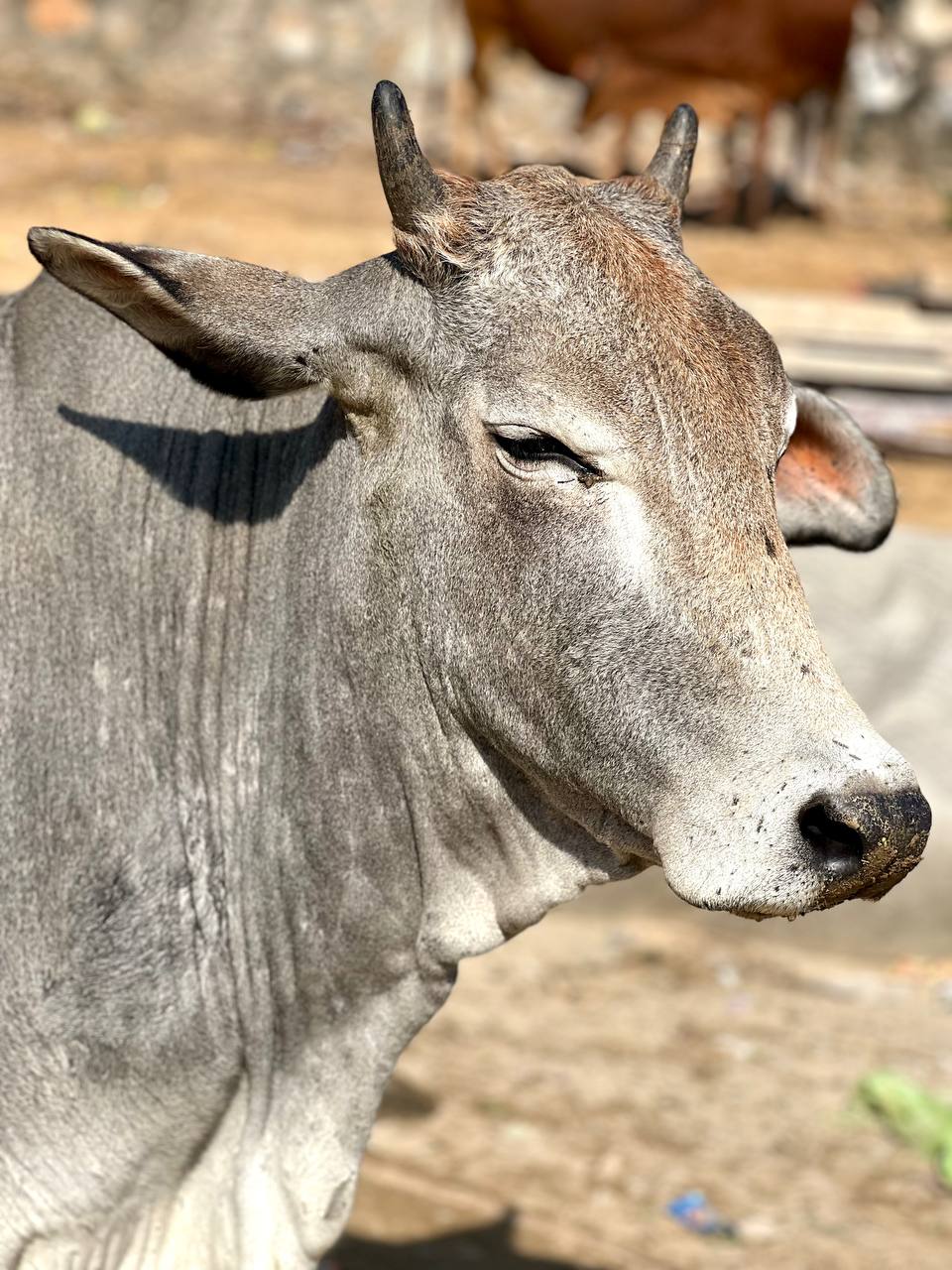 Индия: две даты: Ночь Шивы (10-20.02) и Фестиваль Холи (2-12.03) (22/94)