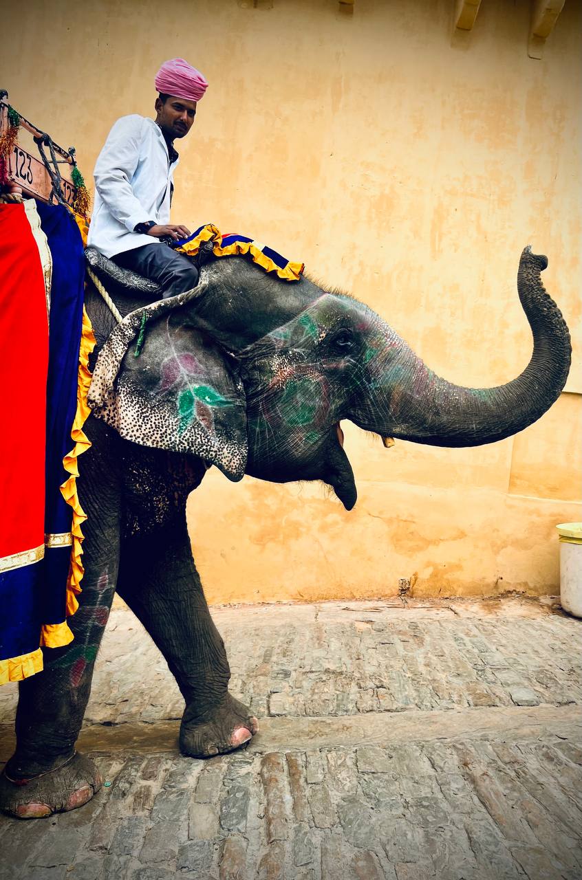 Индия: две даты: Ночь Шивы (10-20.02) и Фестиваль Холи (2-12.03) (14/94)