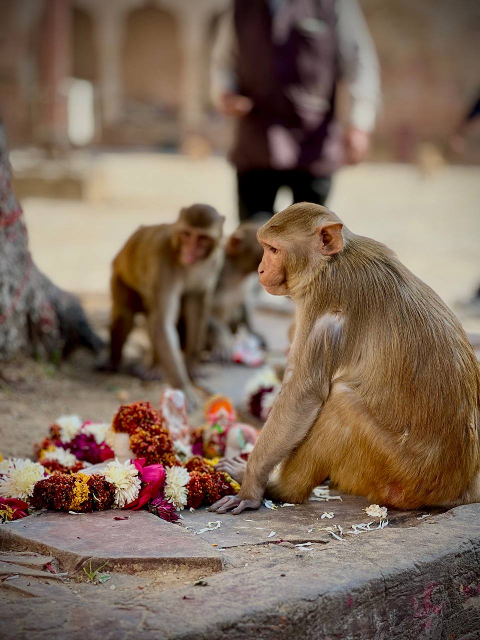 Индия: две даты: Ночь Шивы (10-20.02) и Фестиваль Холи (2-12.03) (19/94)