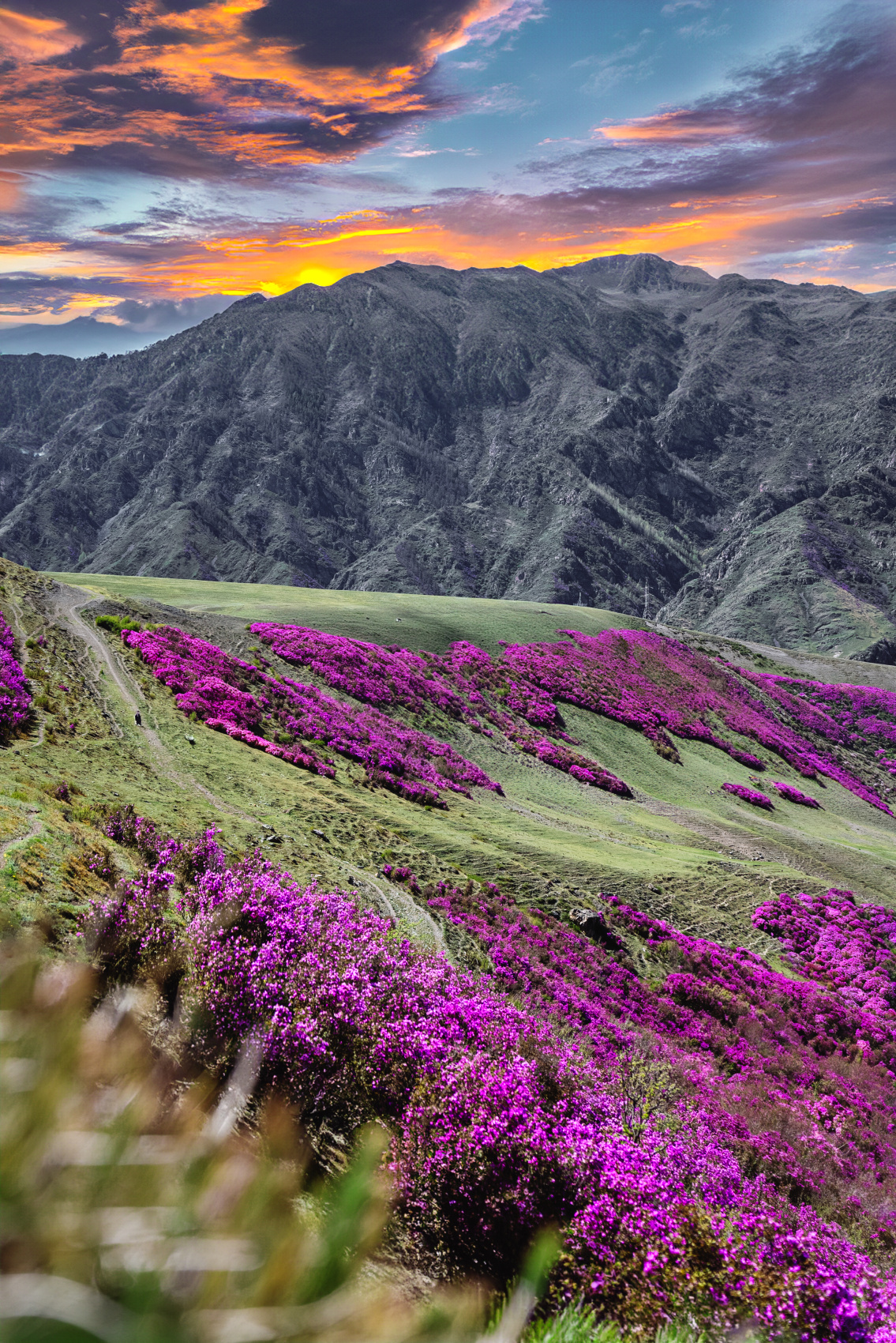 Цветение маральника, 3 дня (9/10)